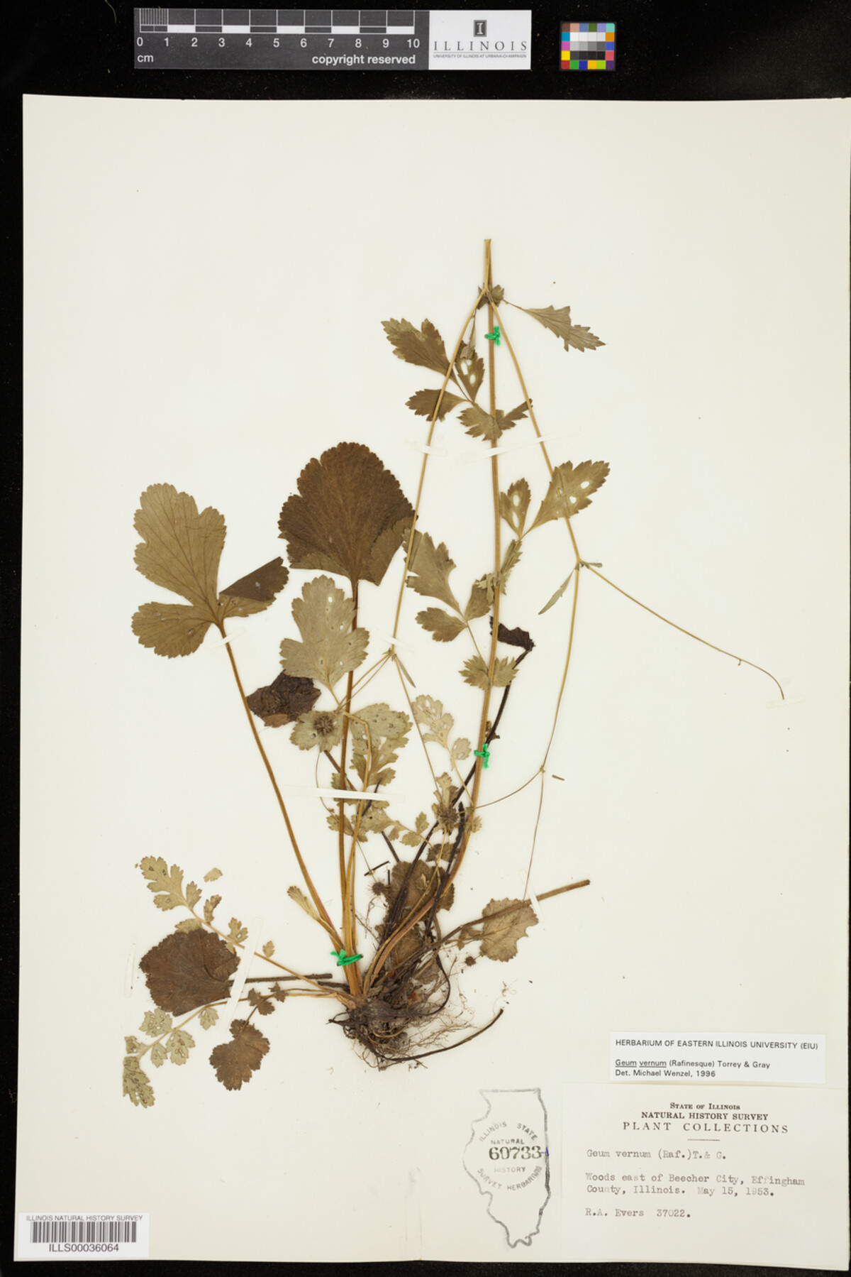 Geum vernum image