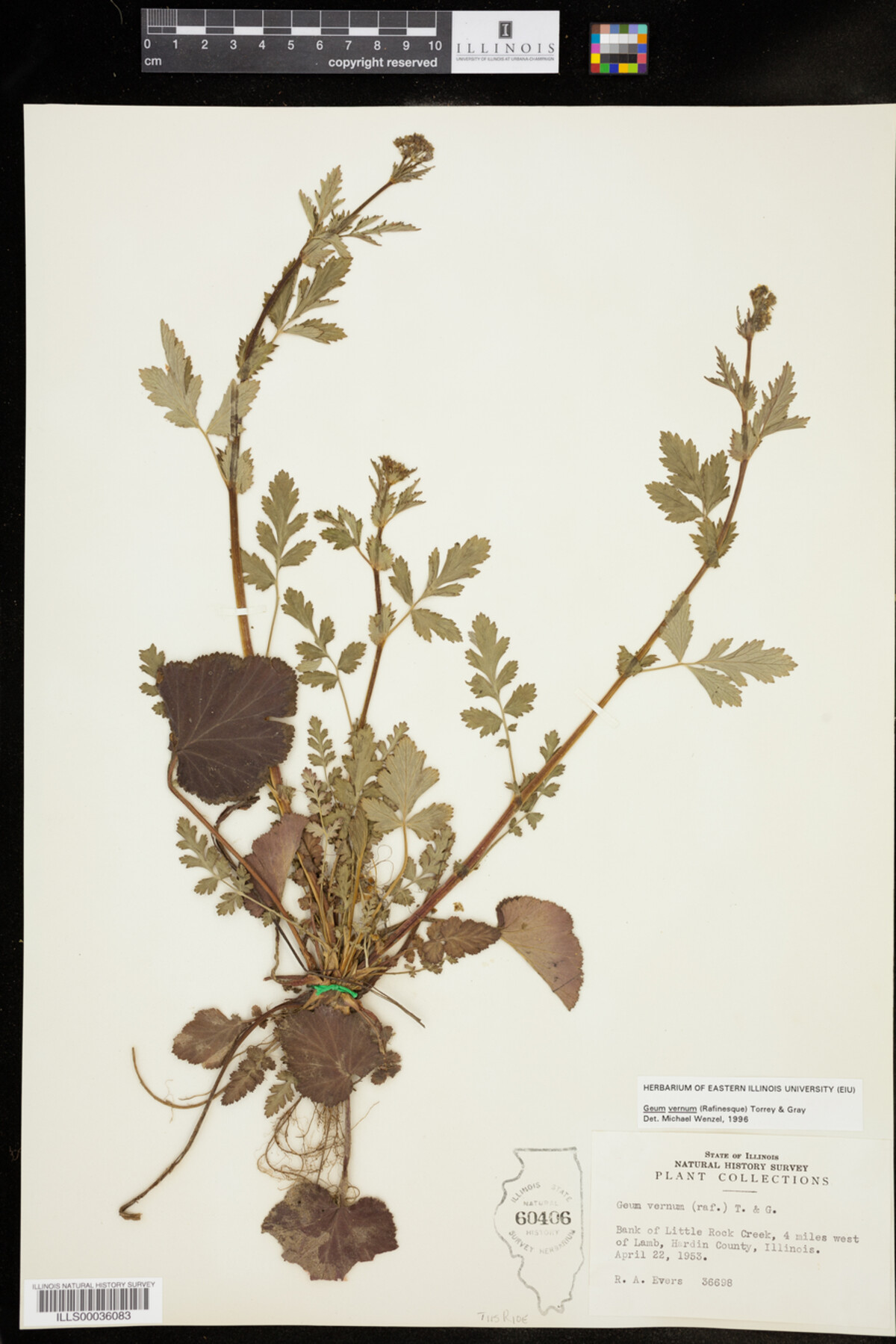 Geum vernum image
