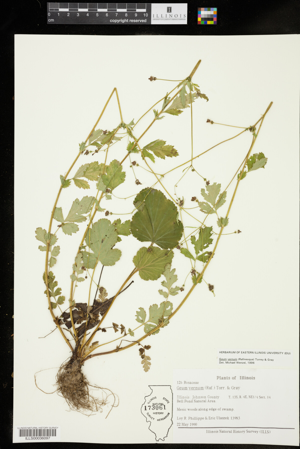 Geum vernum image