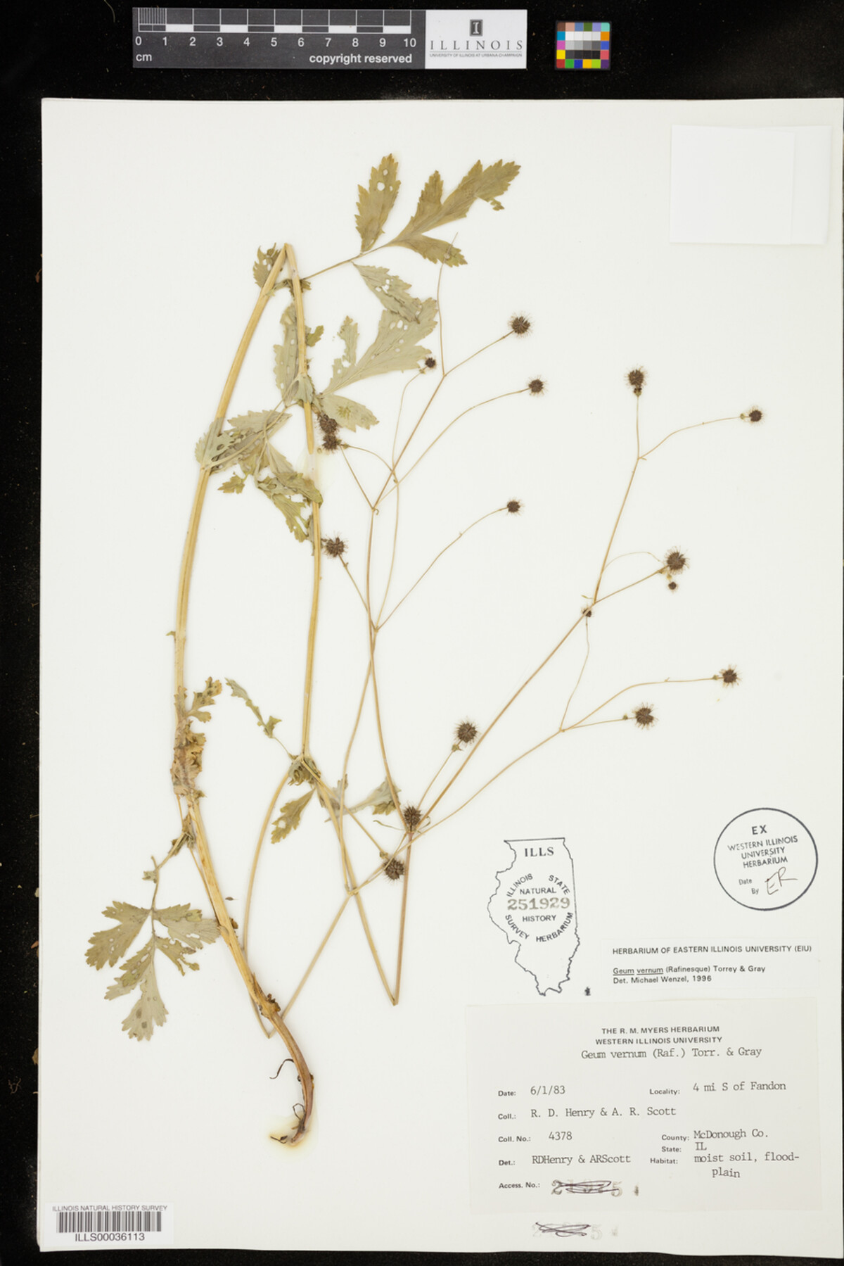 Geum vernum image