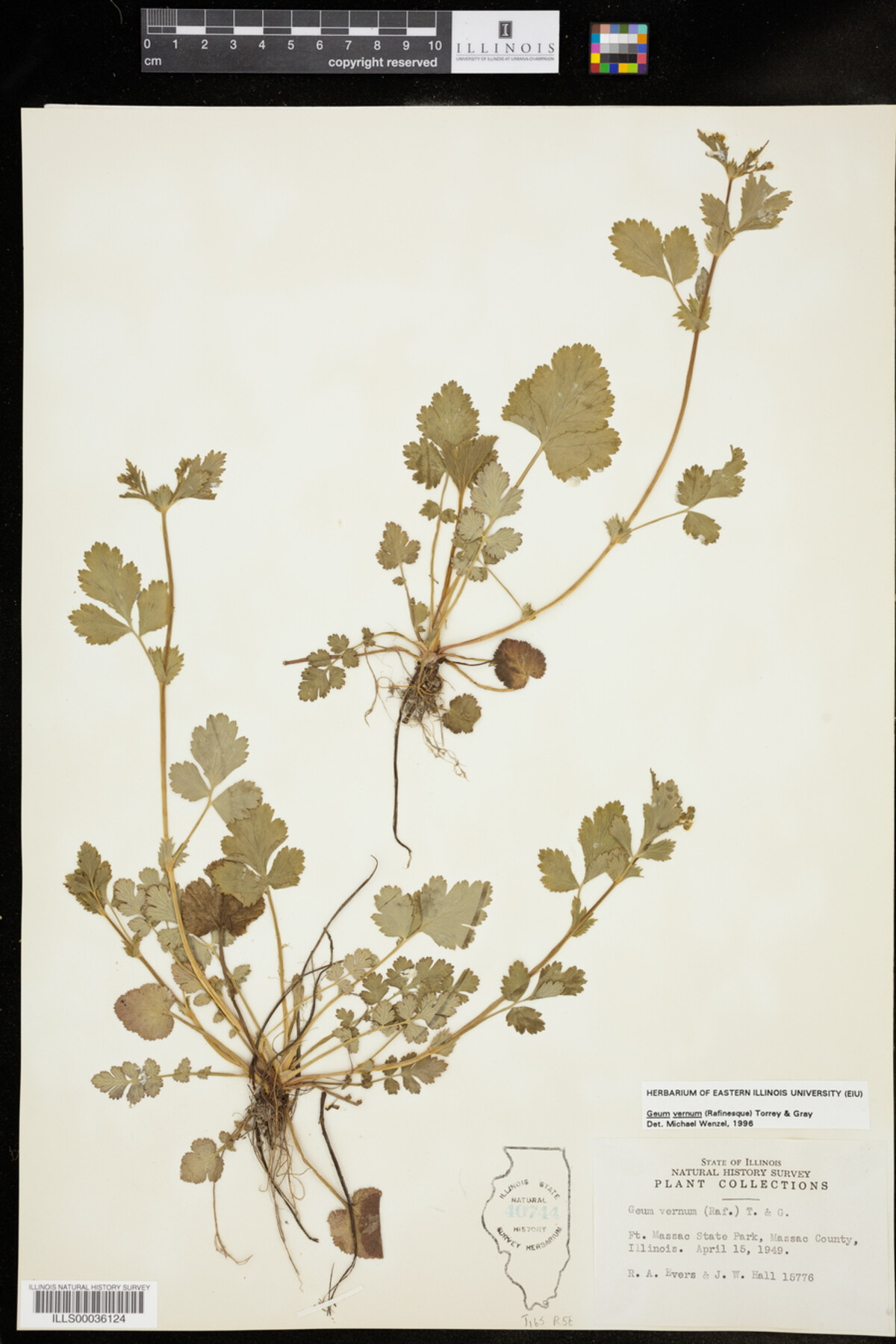 Geum vernum image
