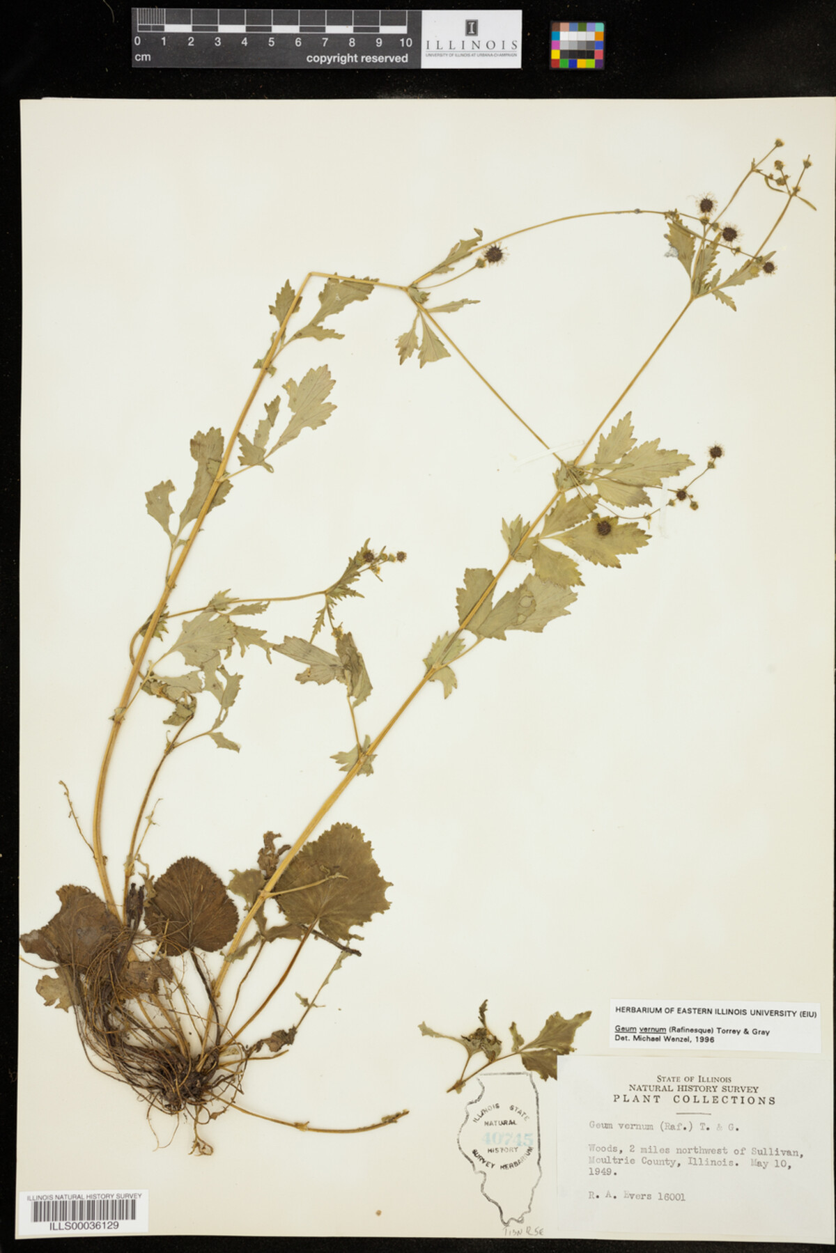 Geum vernum image