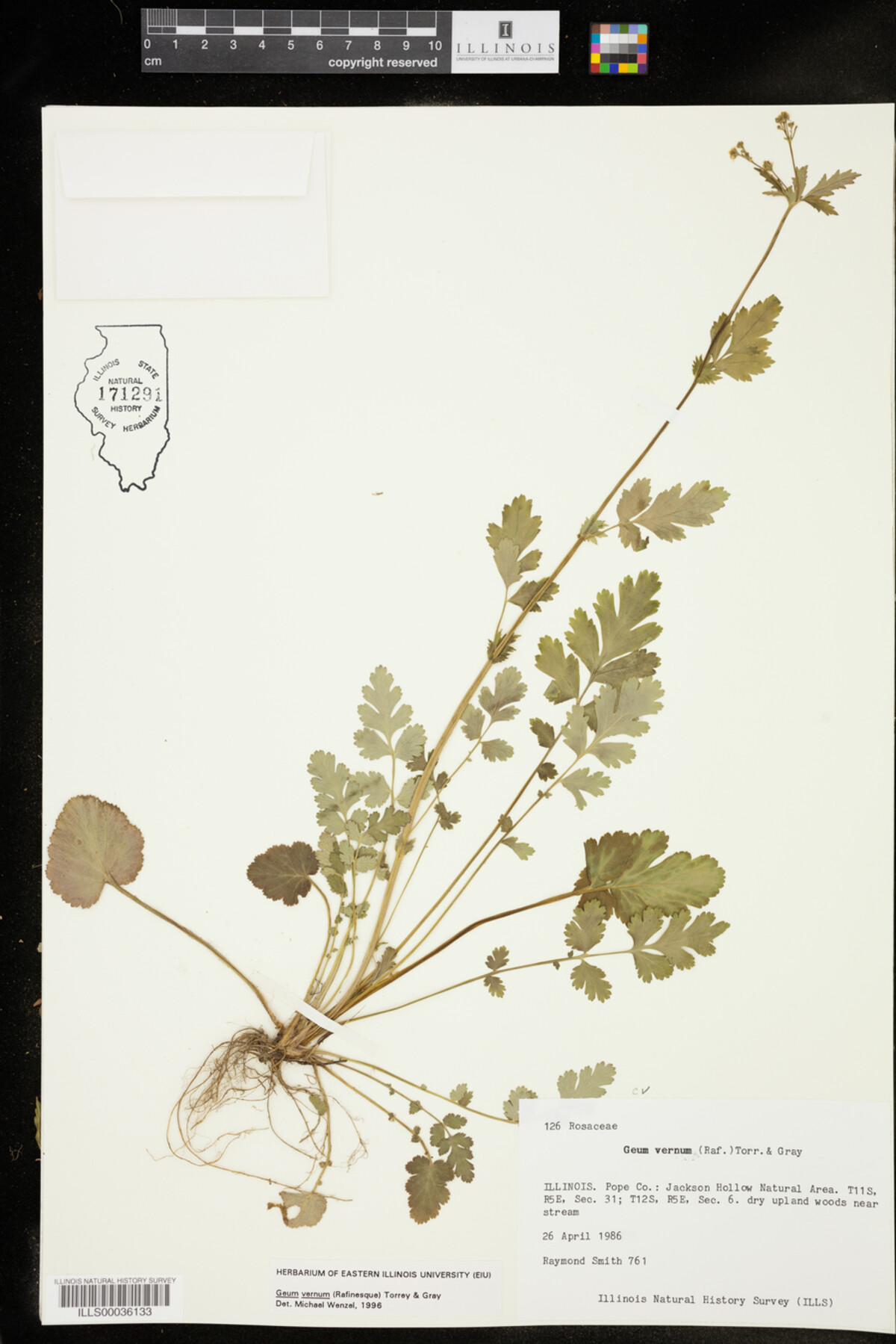 Geum vernum image