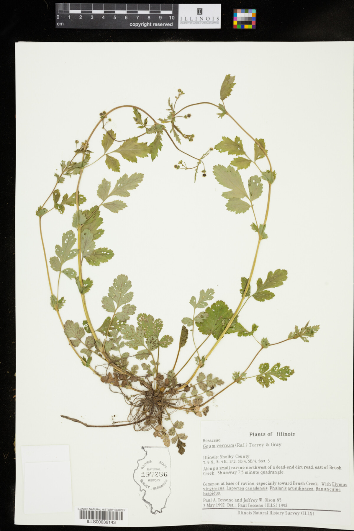 Geum vernum image