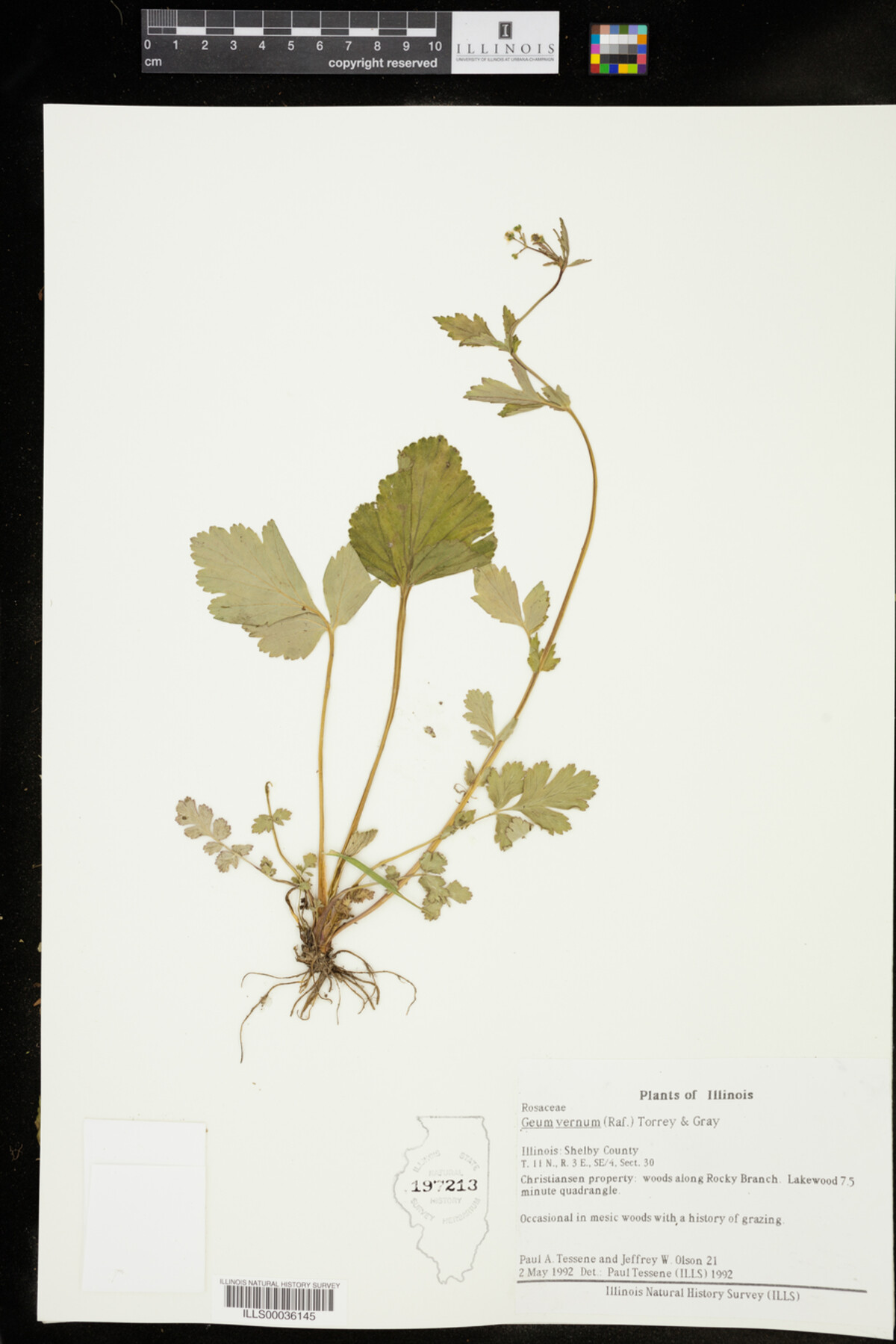 Geum vernum image