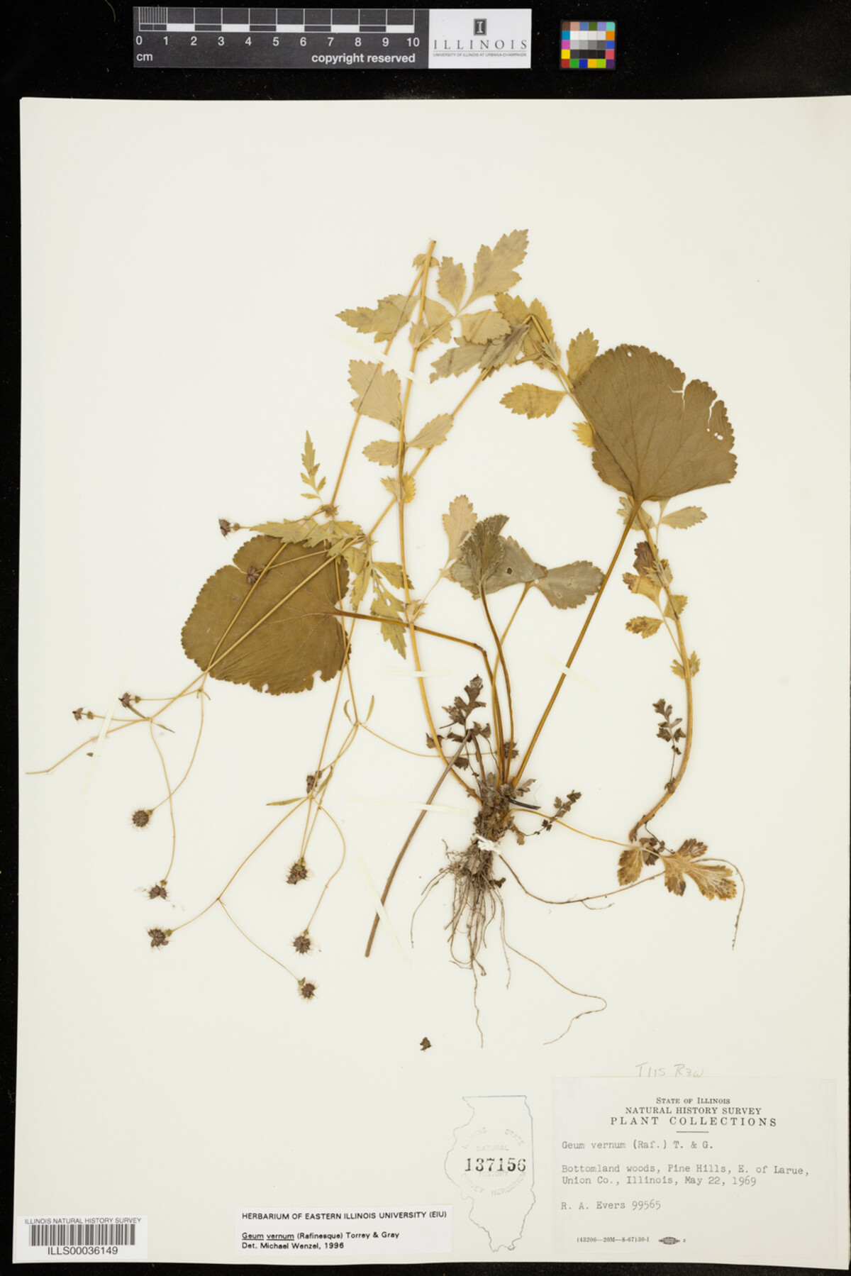 Geum vernum image