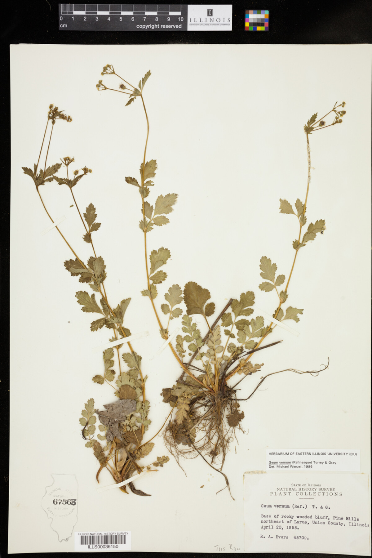 Geum vernum image