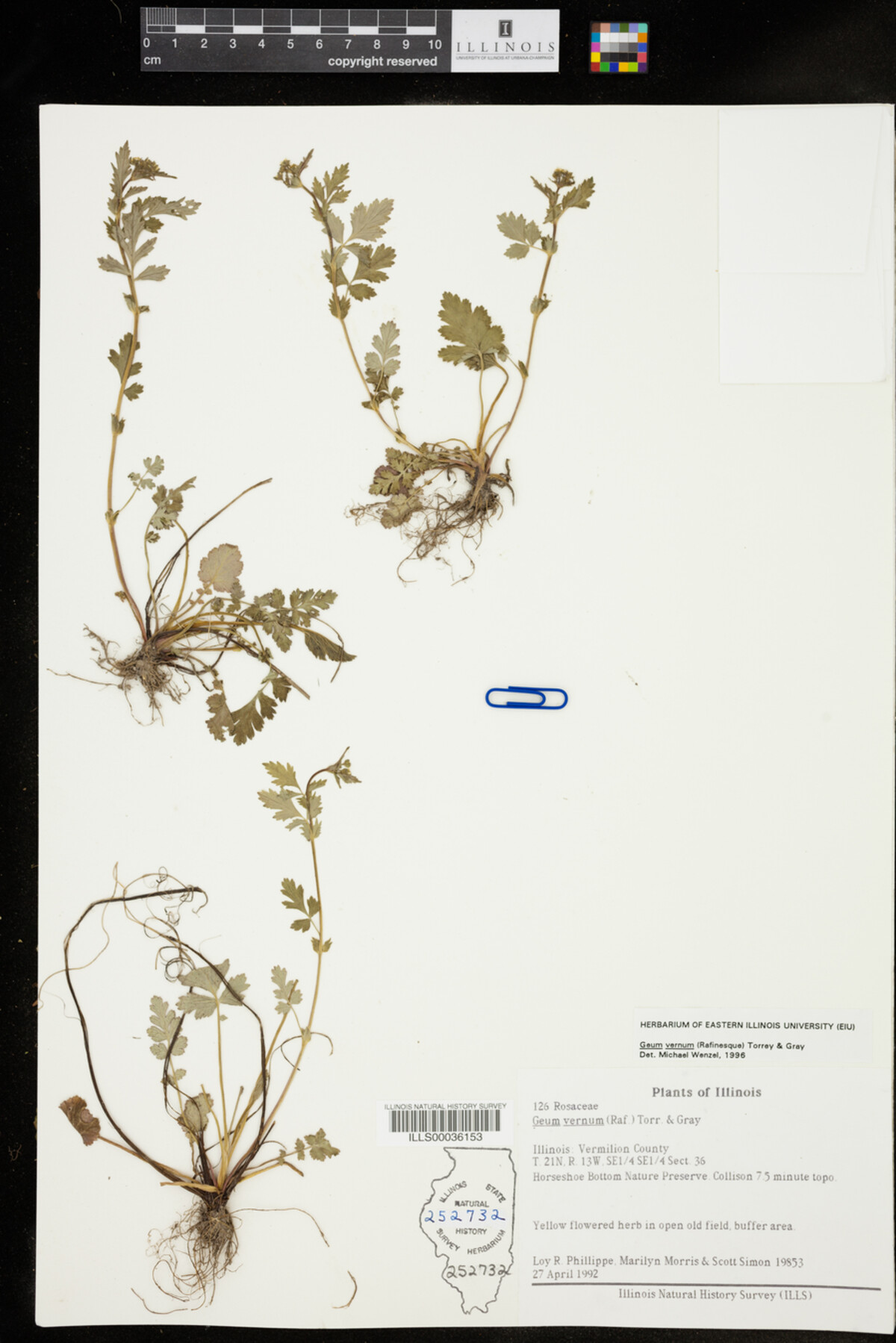 Geum vernum image