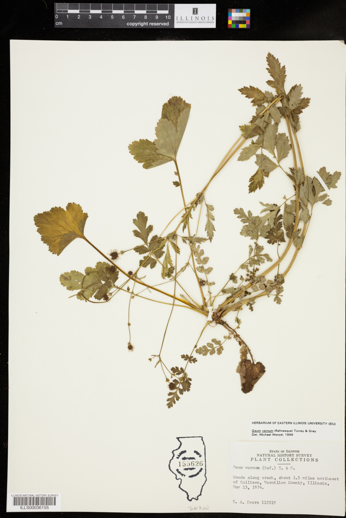 Geum vernum image