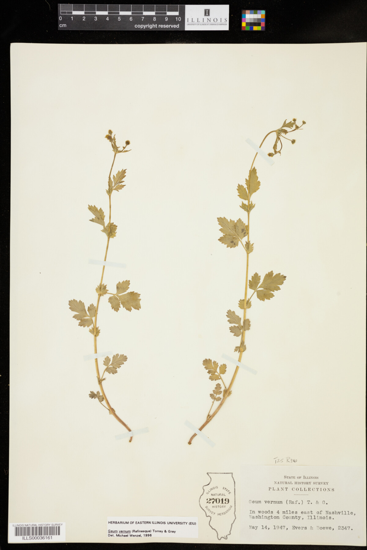 Geum vernum image
