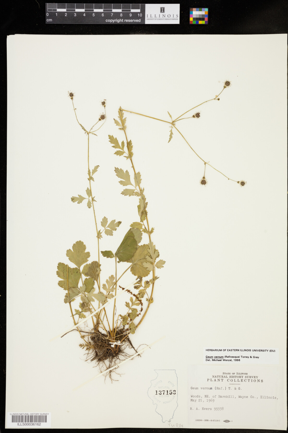 Geum vernum image
