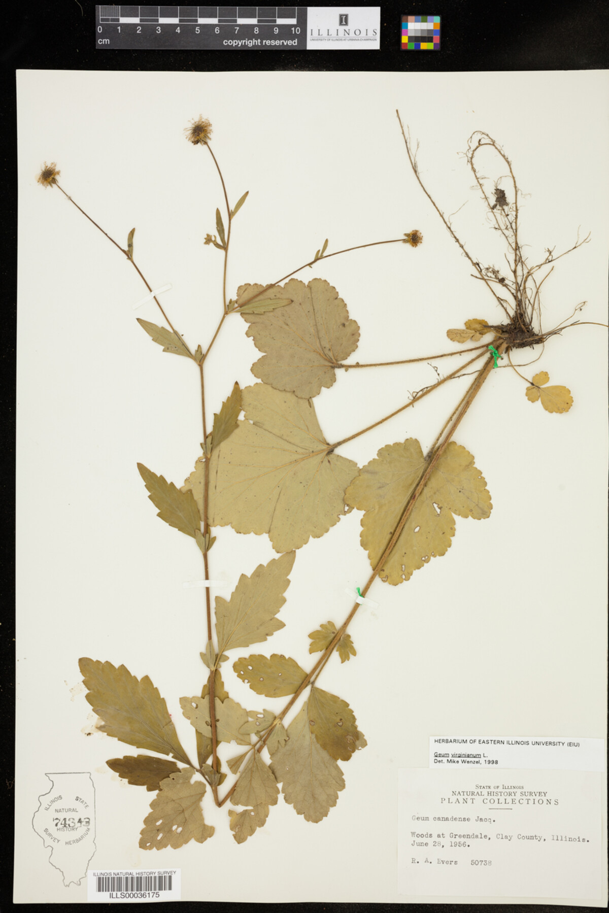 Geum virginianum image