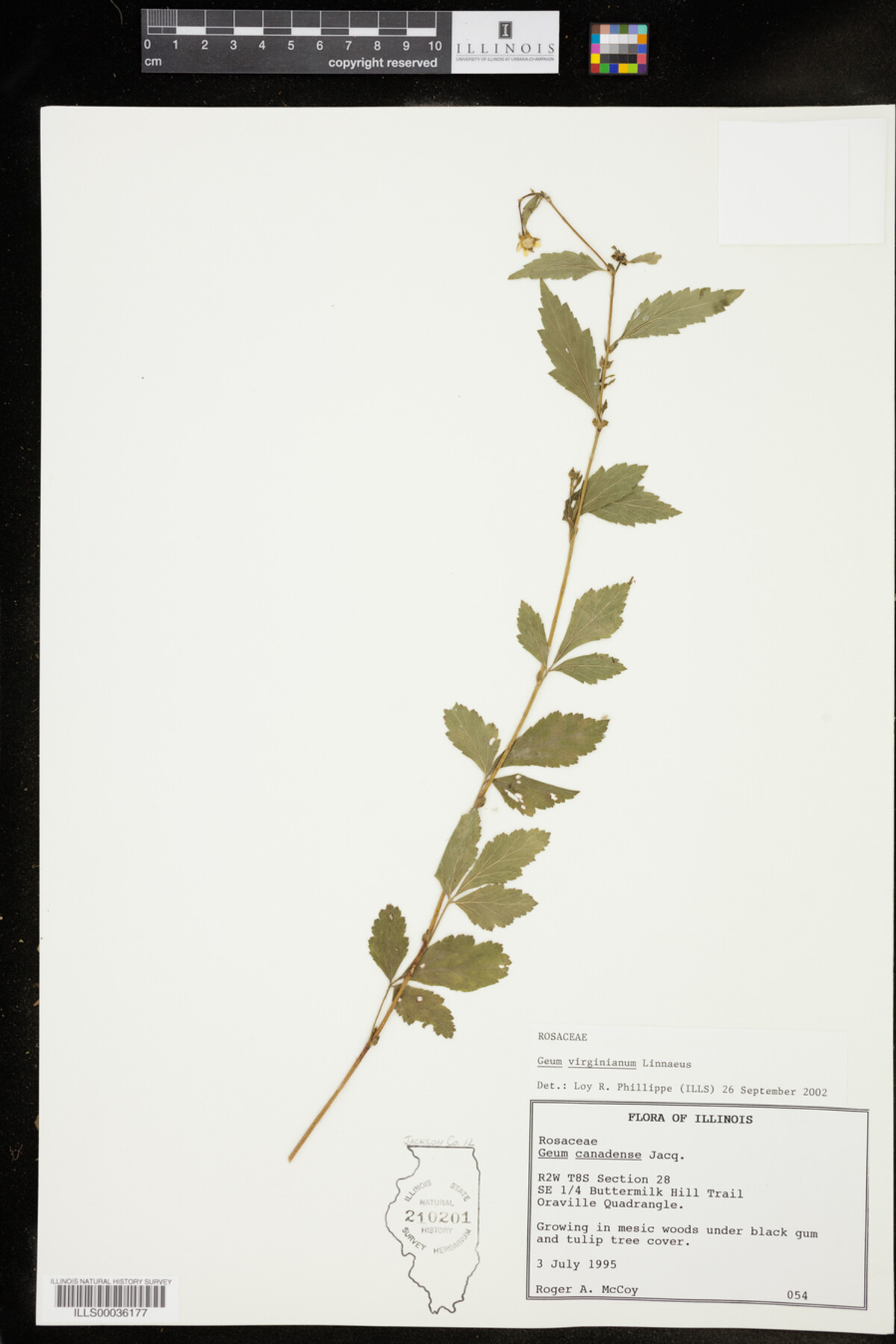 Geum virginianum image