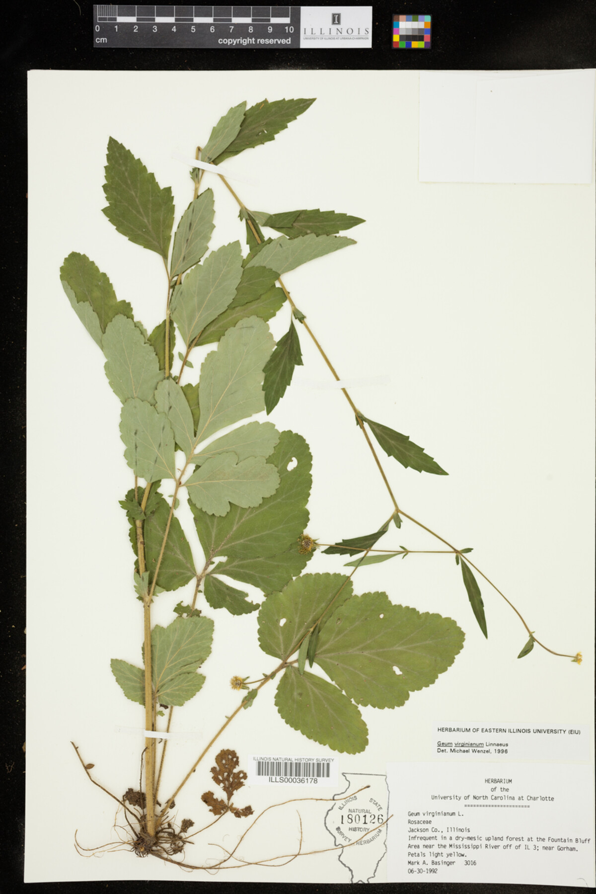 Geum virginianum image