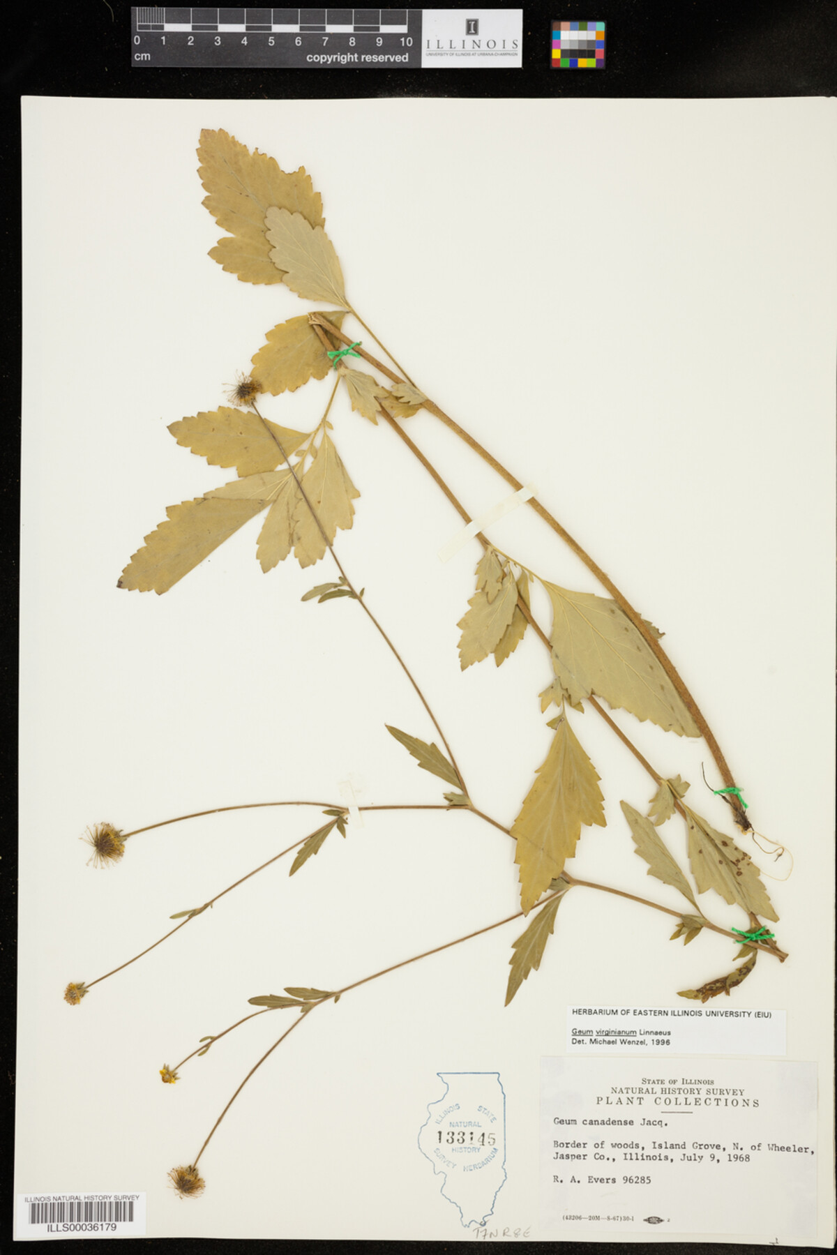 Geum virginianum image