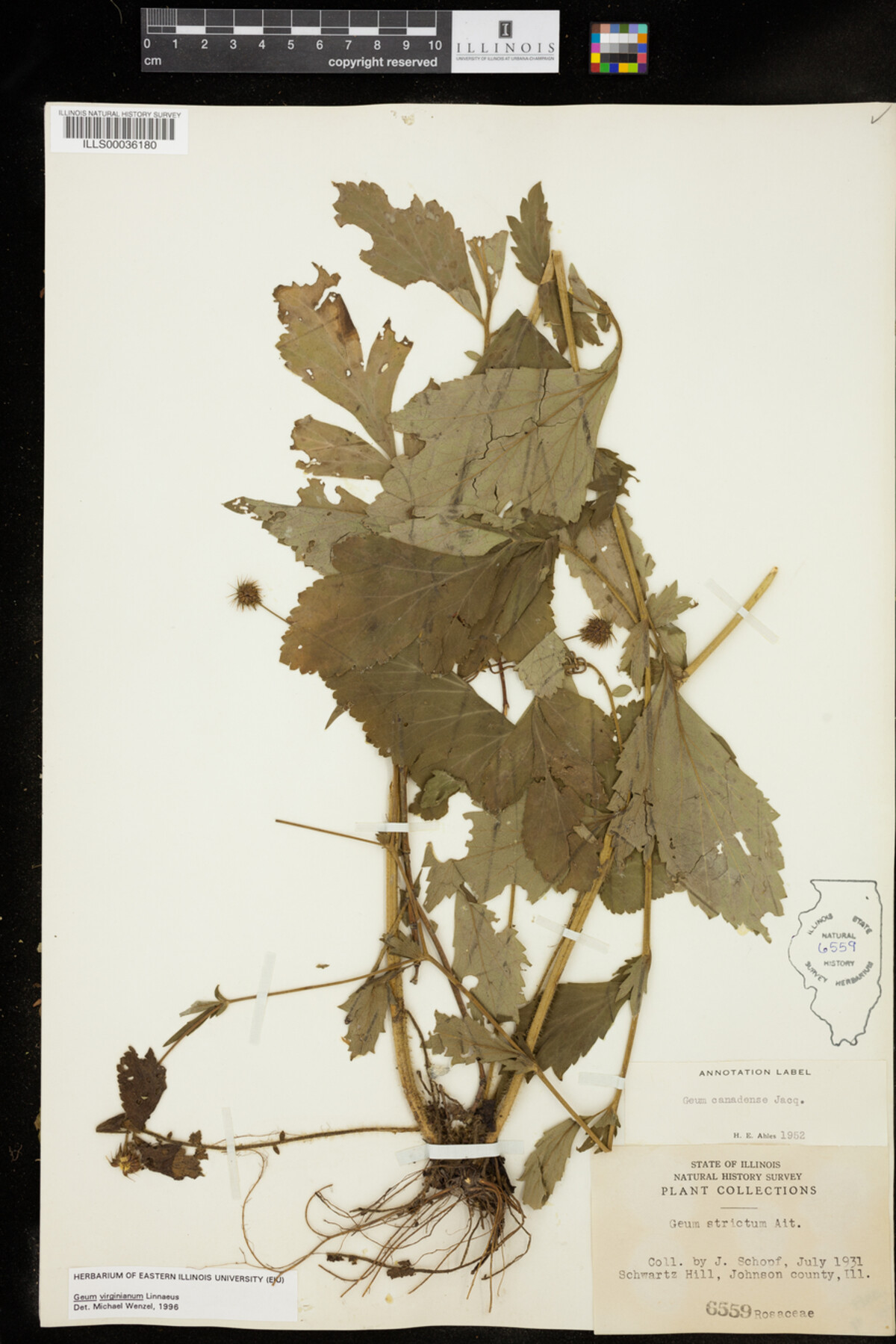 Geum virginianum image