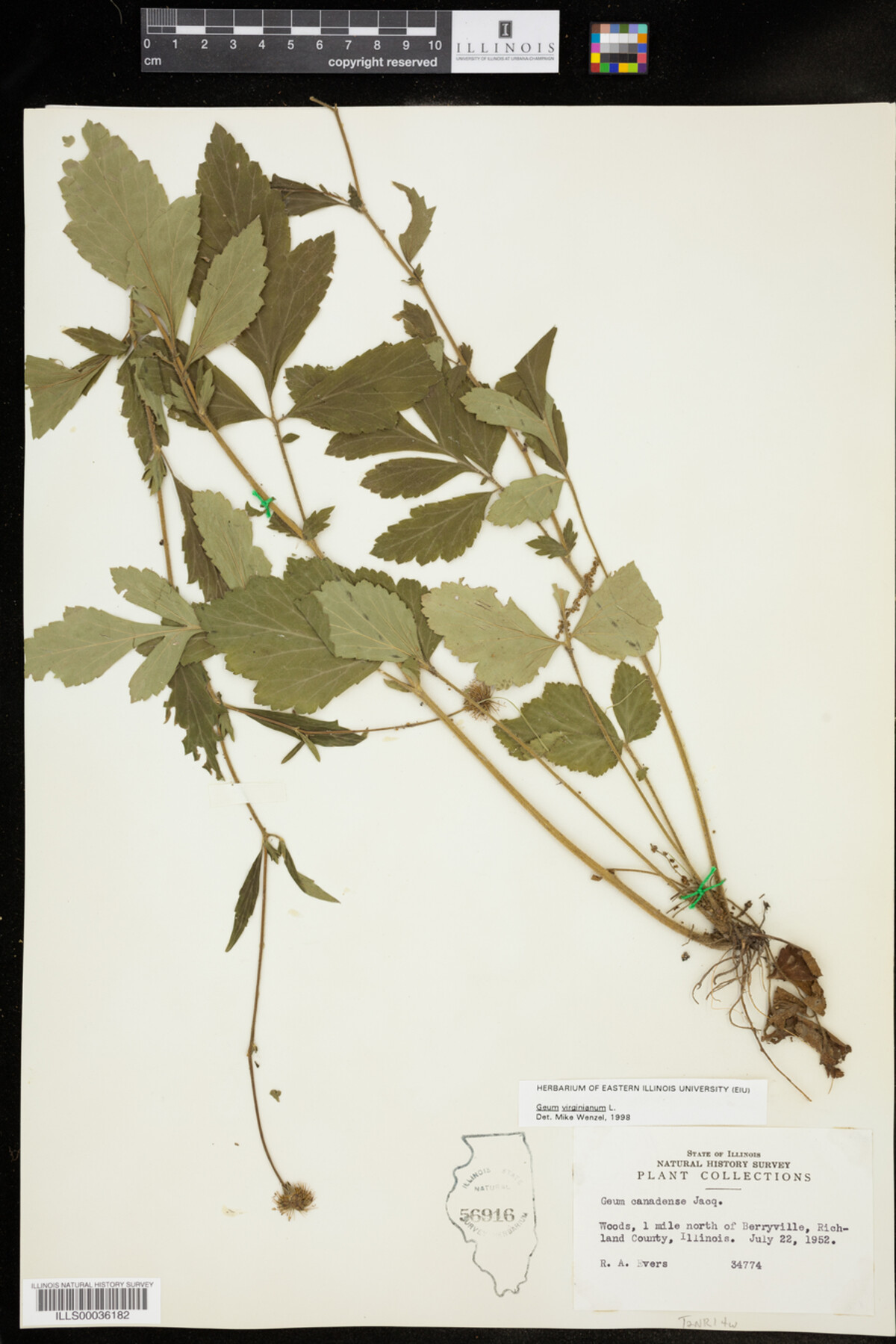 Geum virginianum image