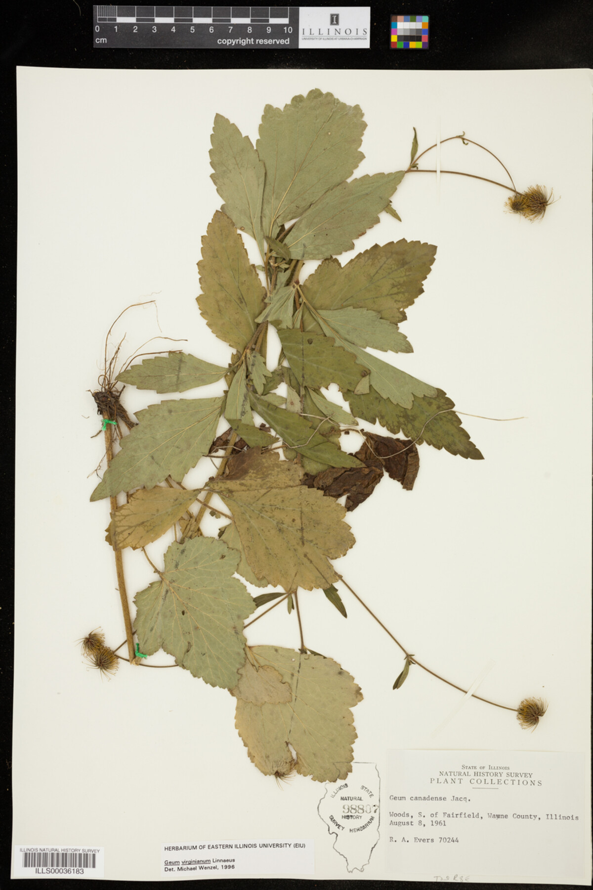 Geum virginianum image