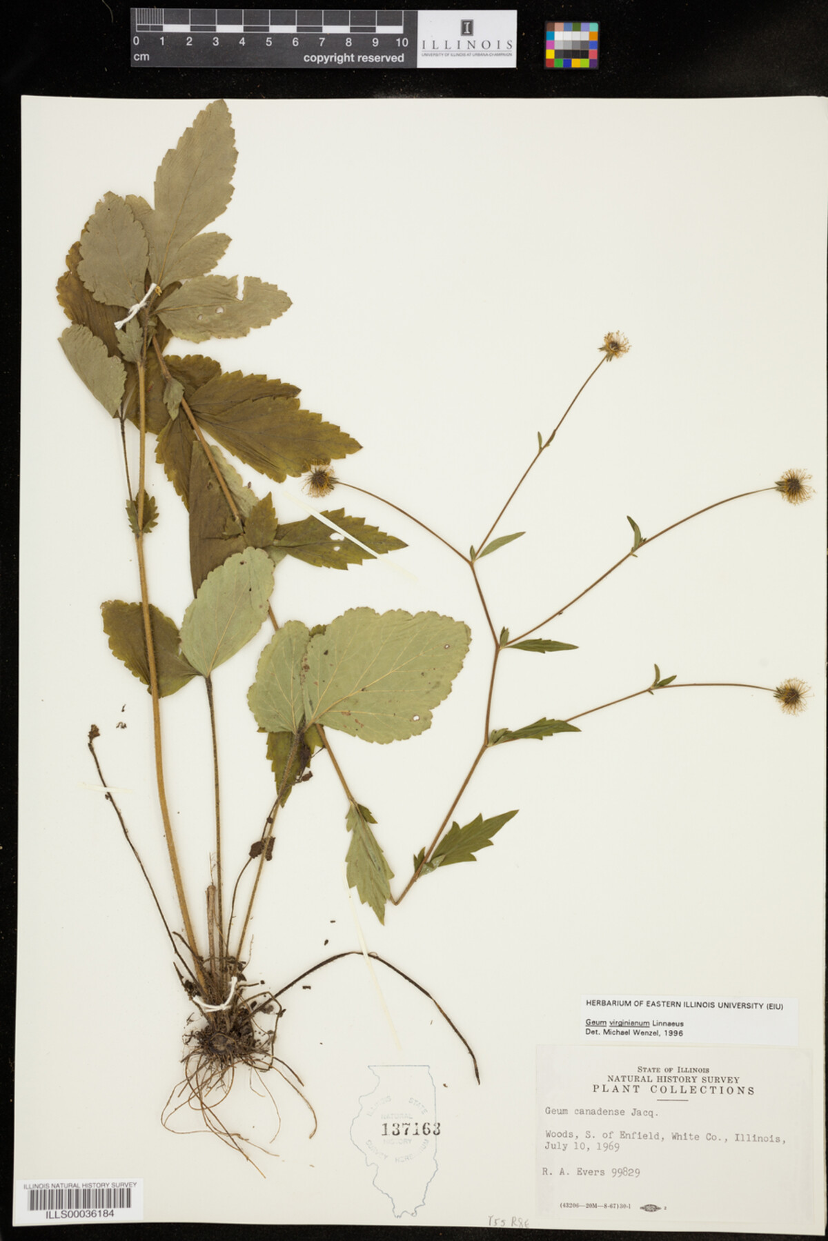 Geum virginianum image