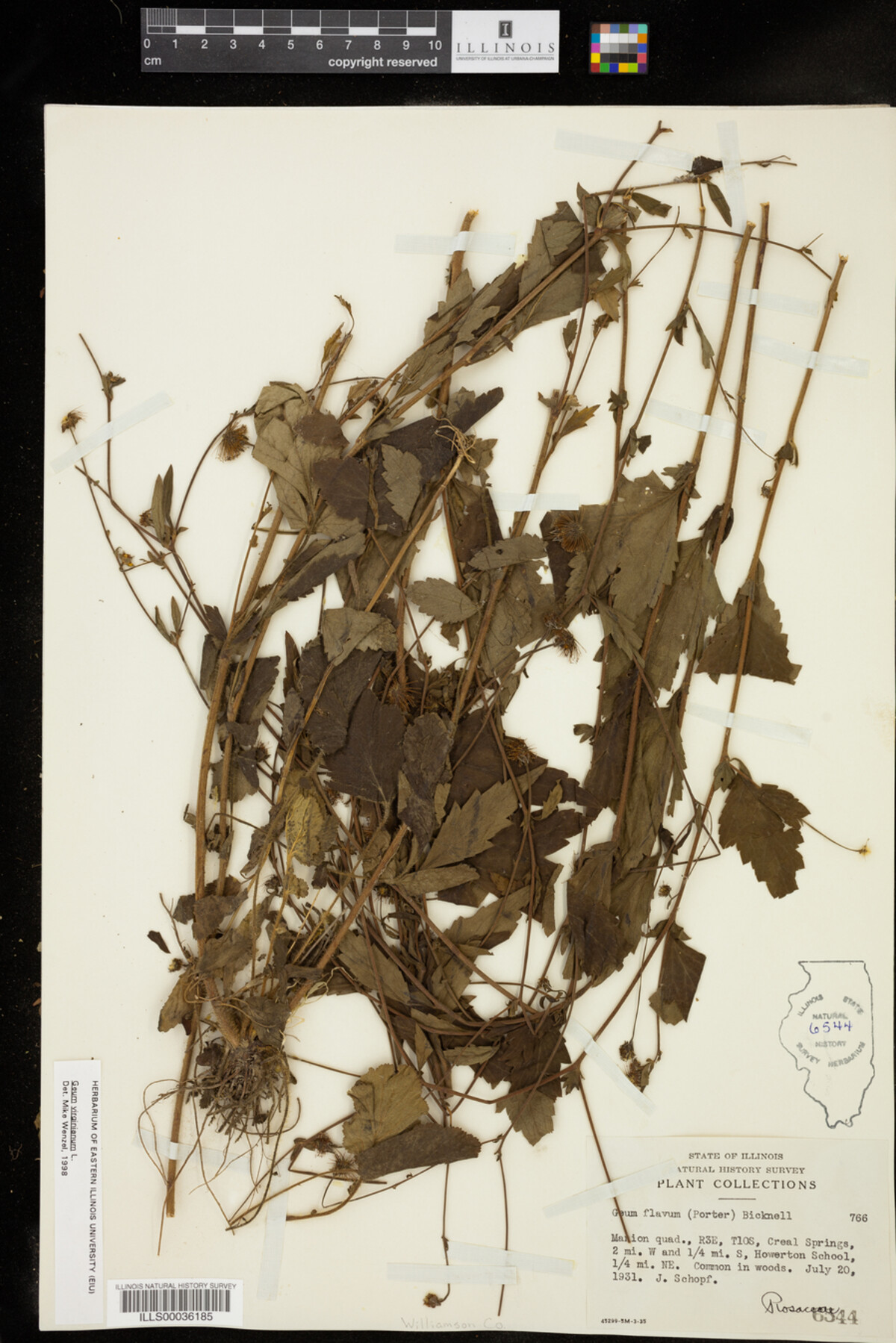 Geum virginianum image
