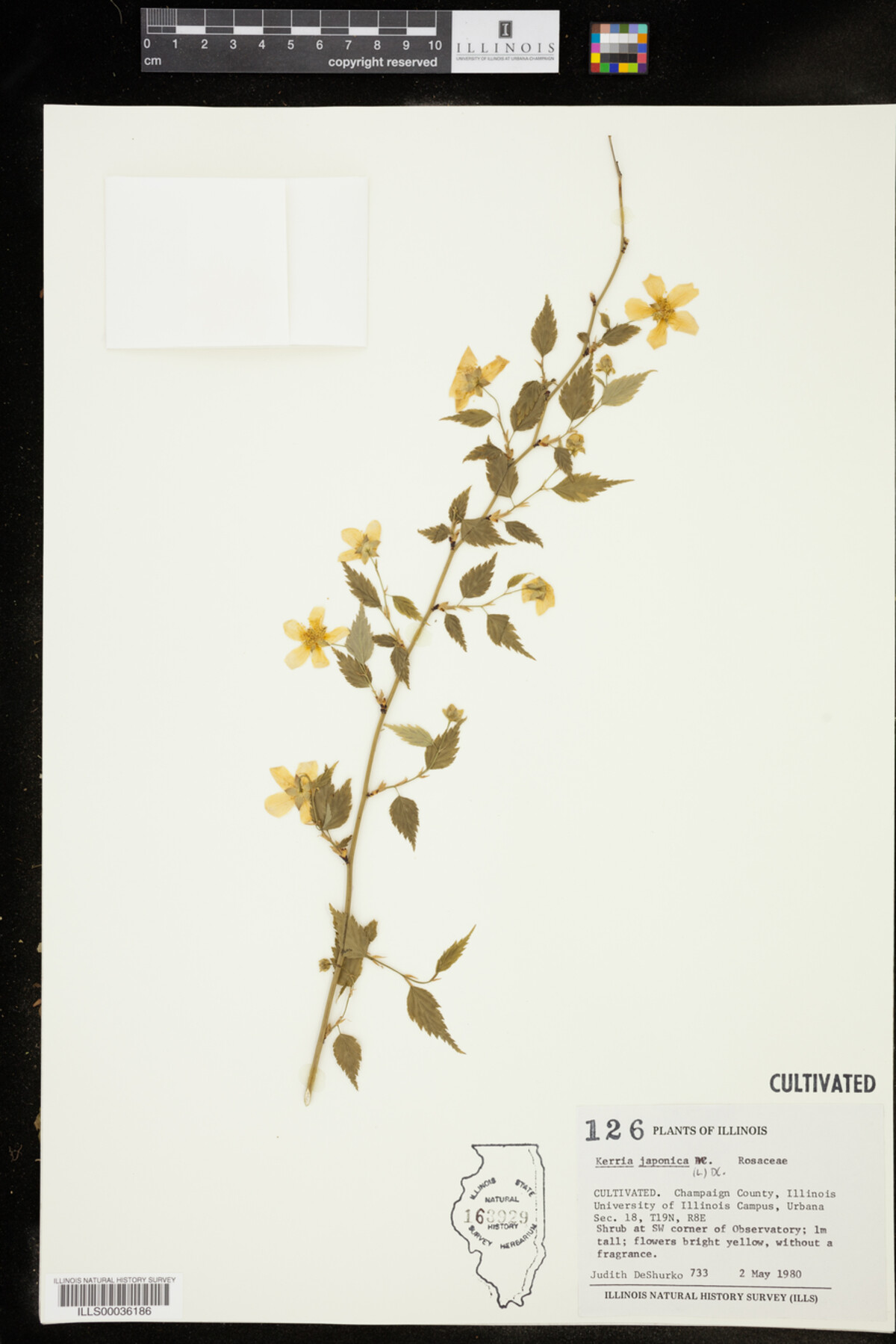 Kerria japonica image