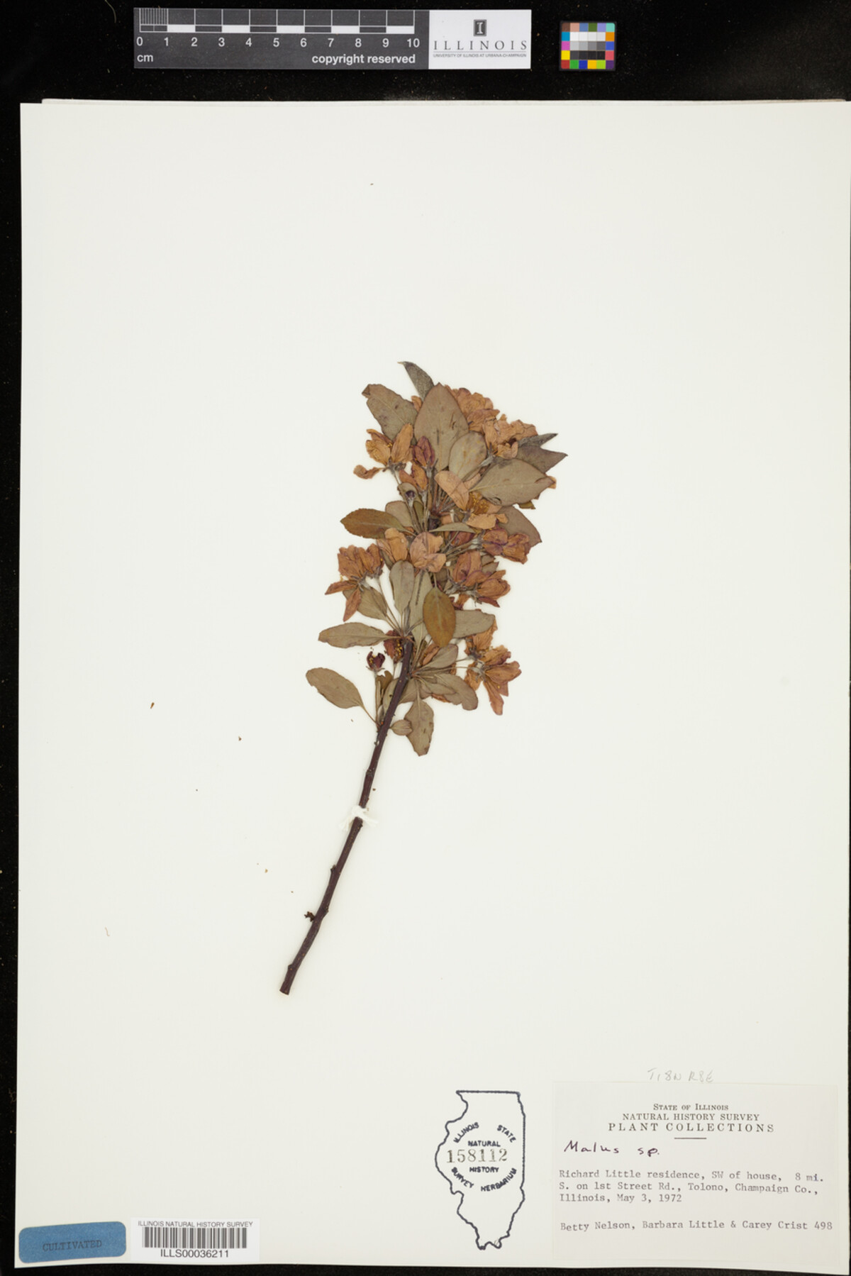 Malus image