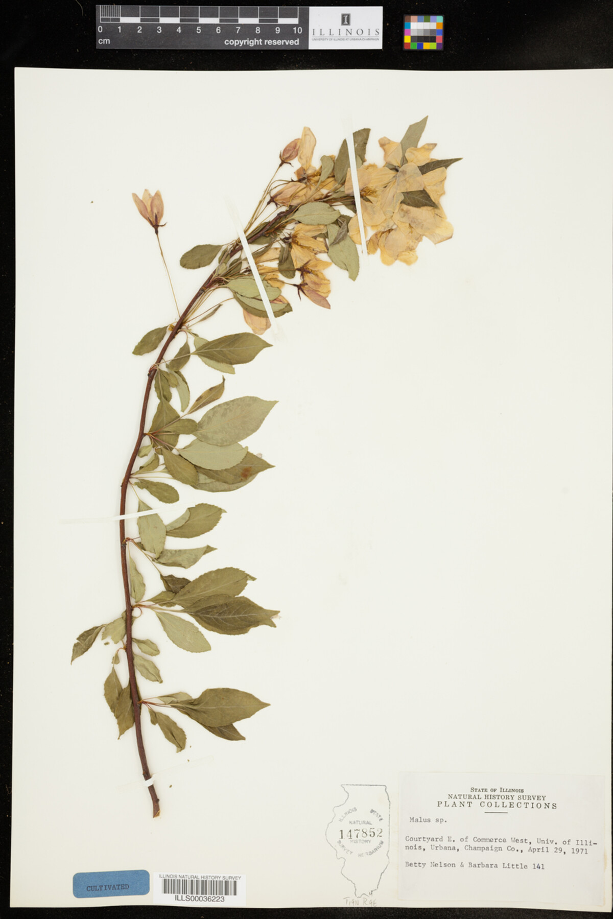 Malus image