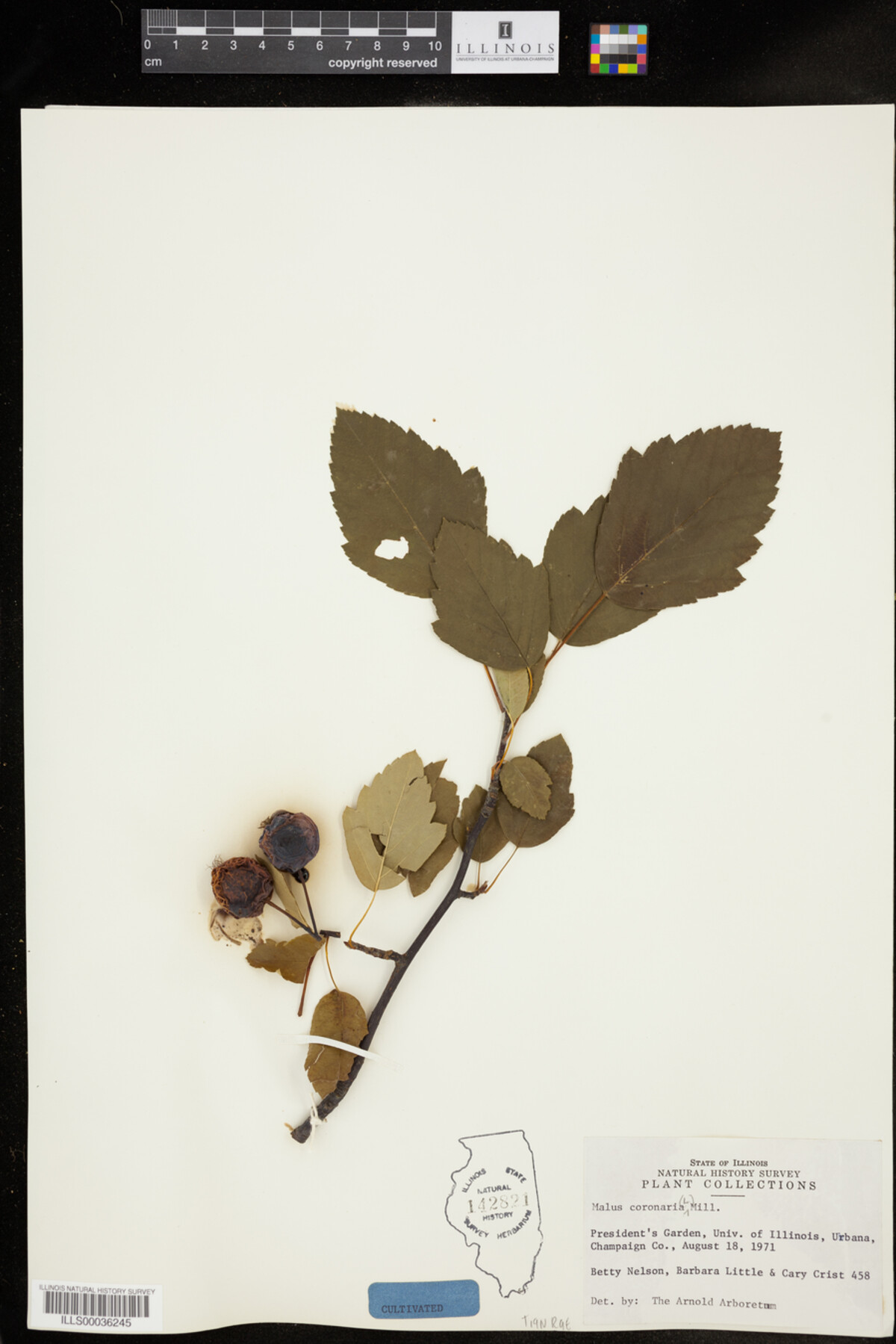 Malus coronaria image