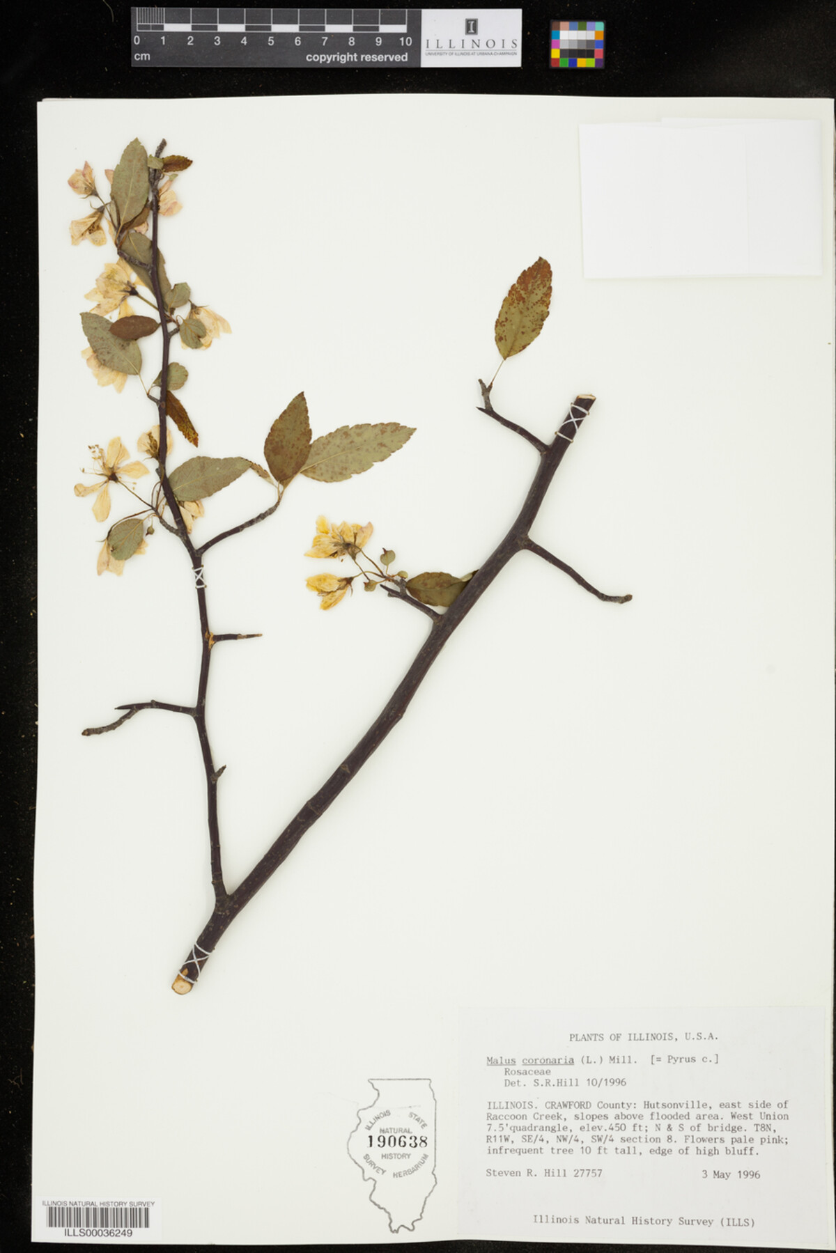 Malus coronaria image