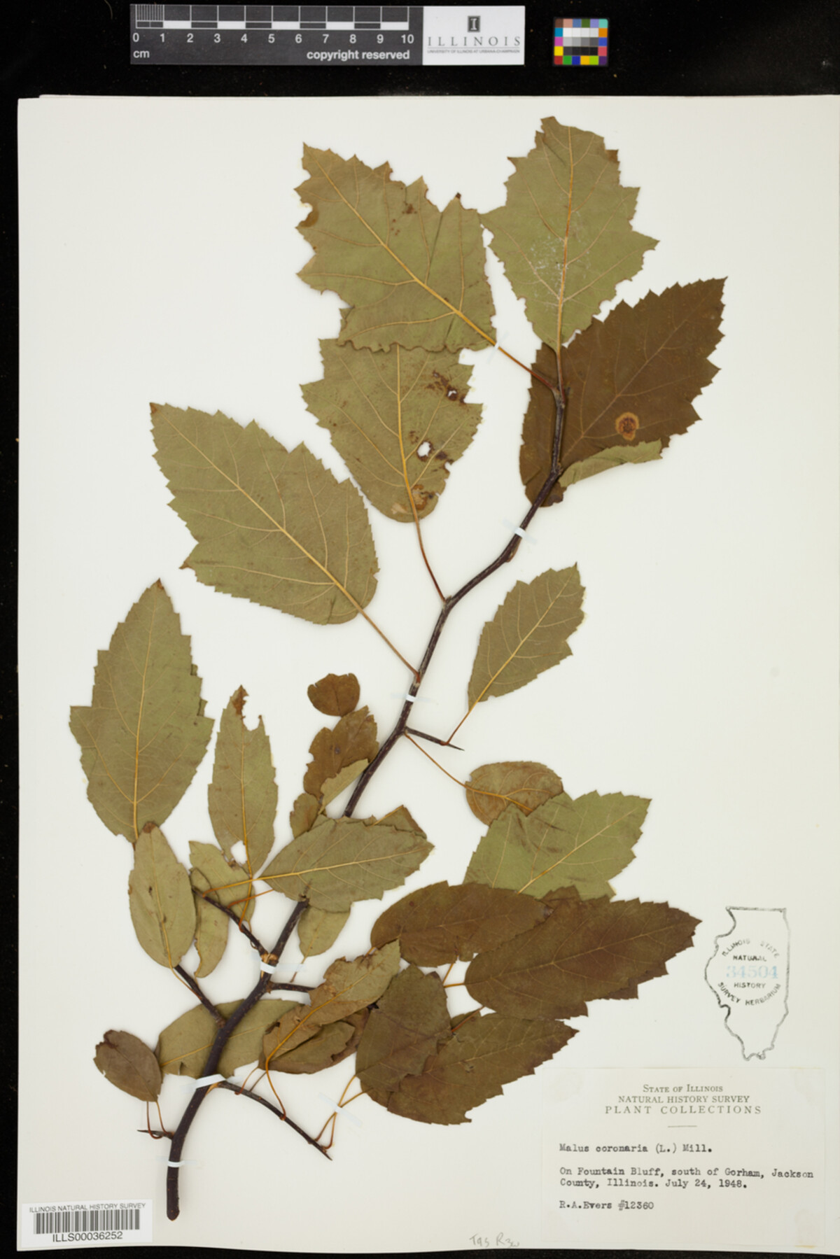 Malus coronaria image