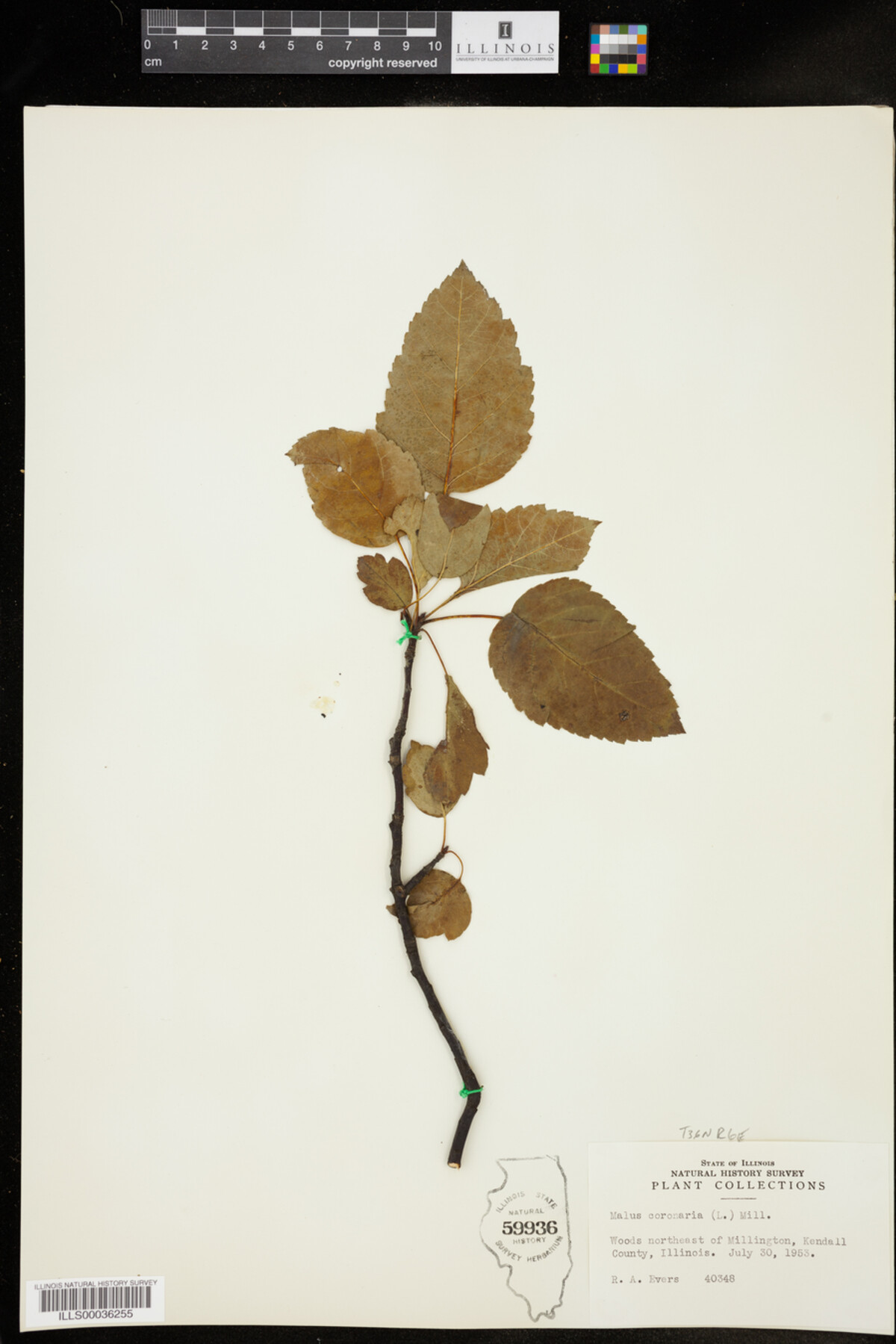 Malus coronaria image