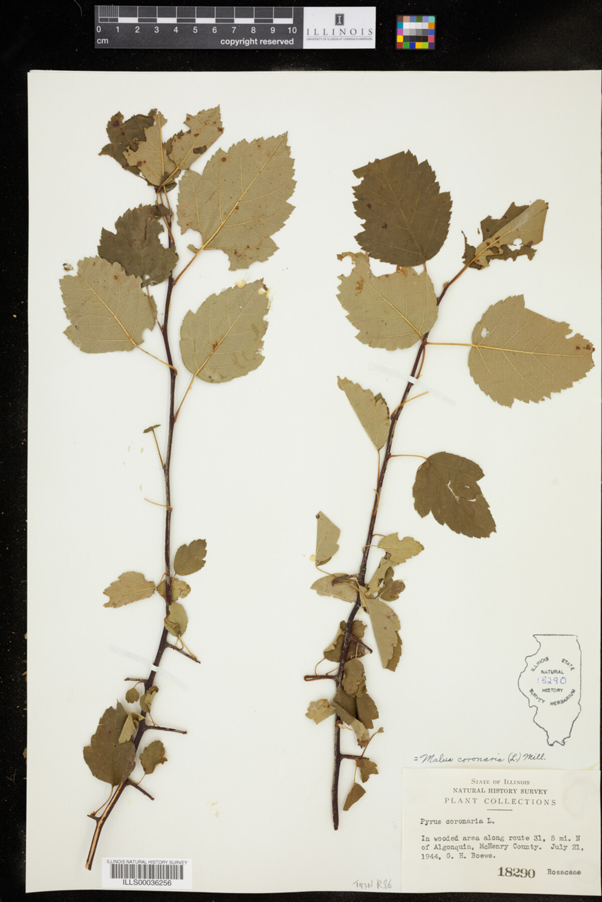 Malus coronaria image