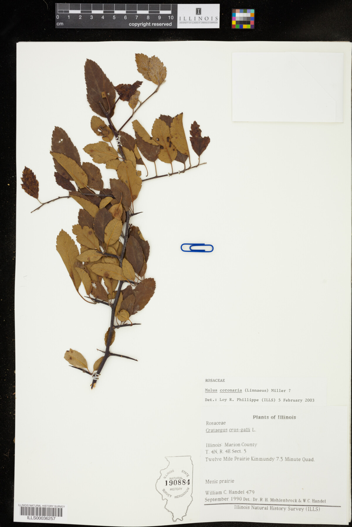 Malus coronaria image