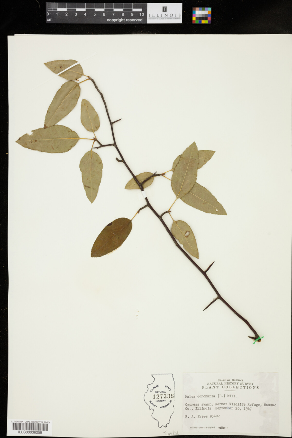 Malus image