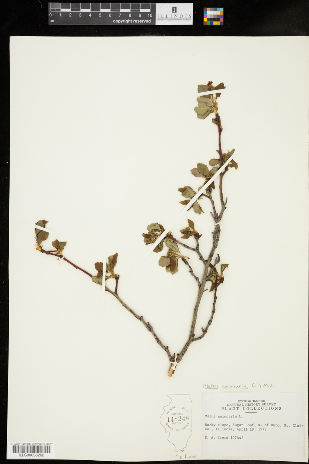 Malus coronaria image