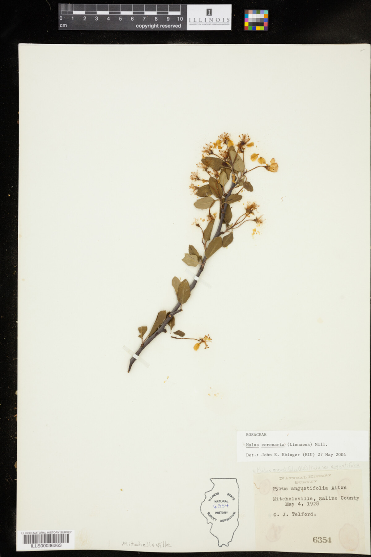 Malus coronaria image