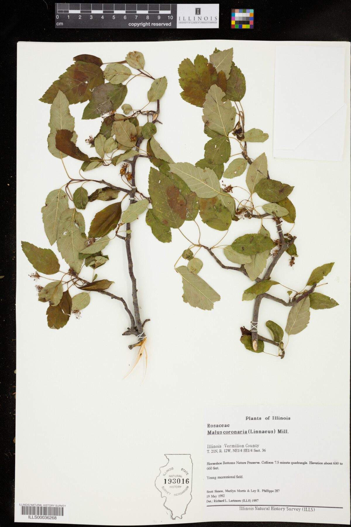 Malus coronaria image