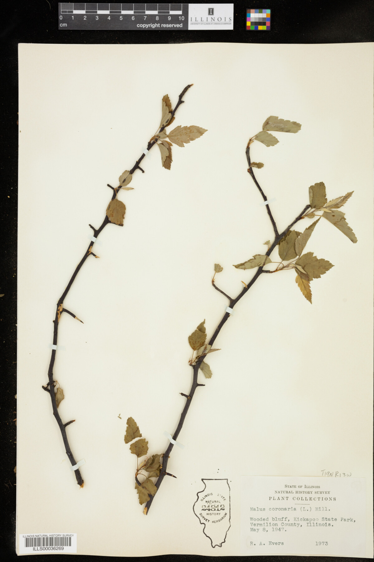 Malus coronaria image