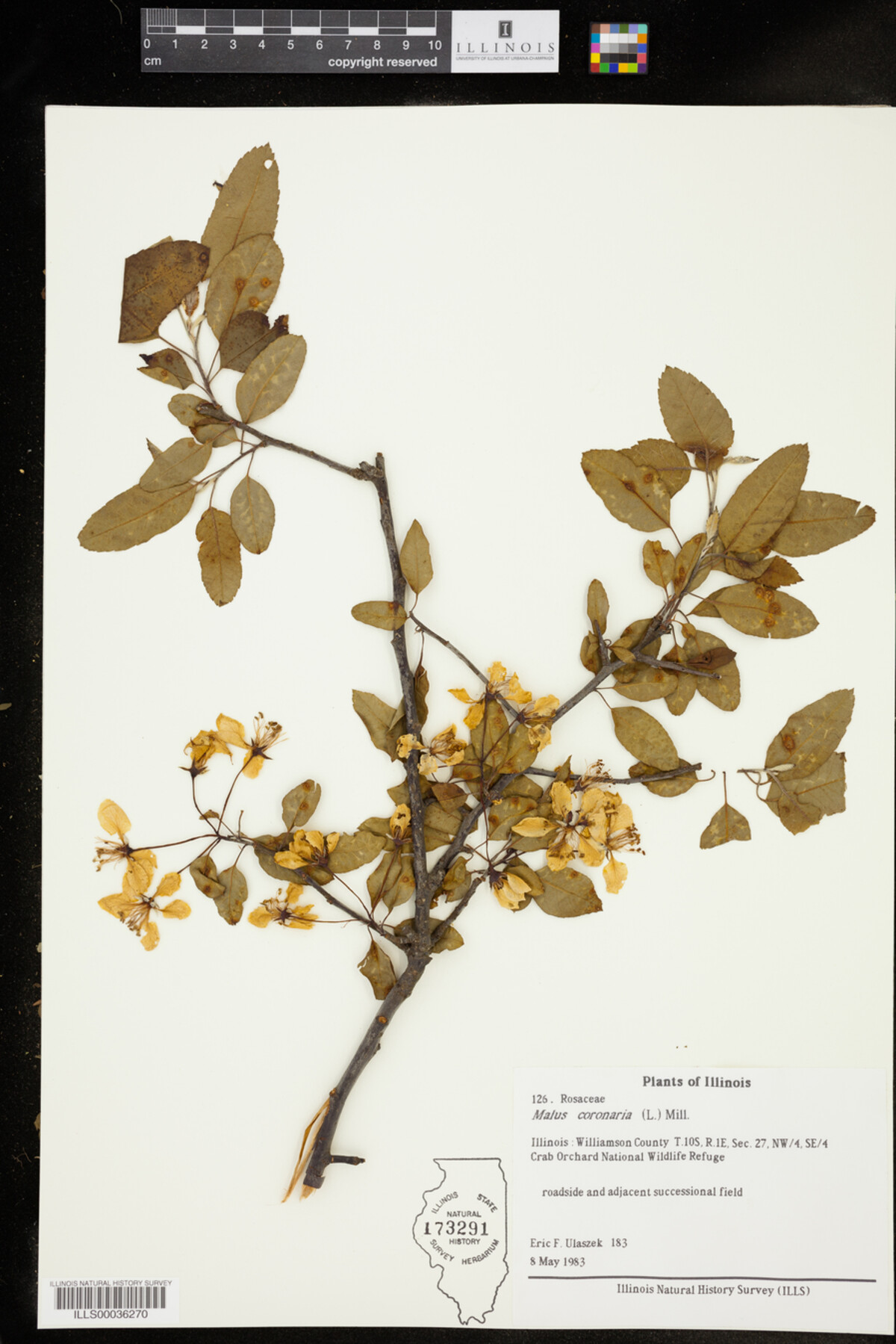 Malus coronaria image
