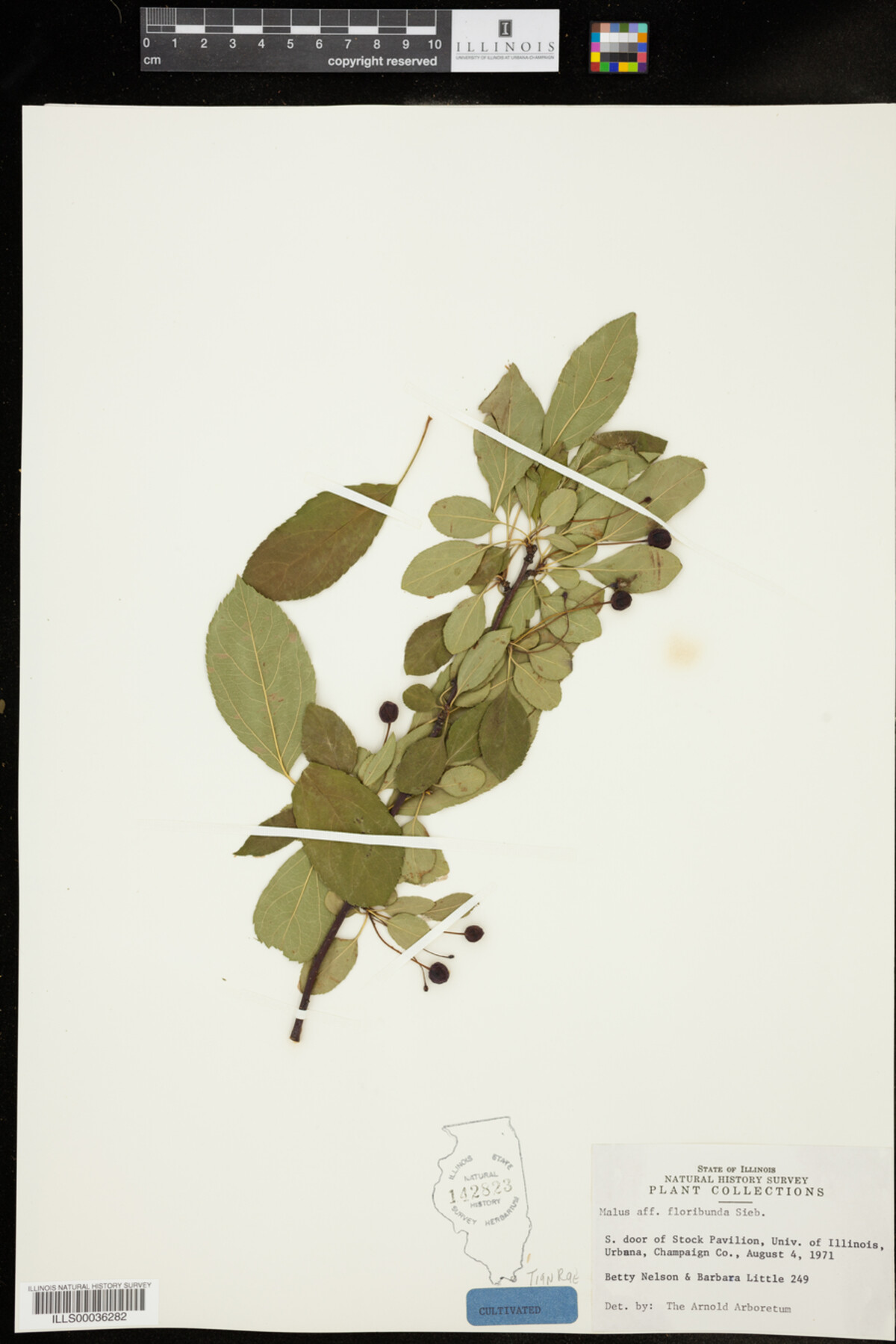 Malus floribunda image