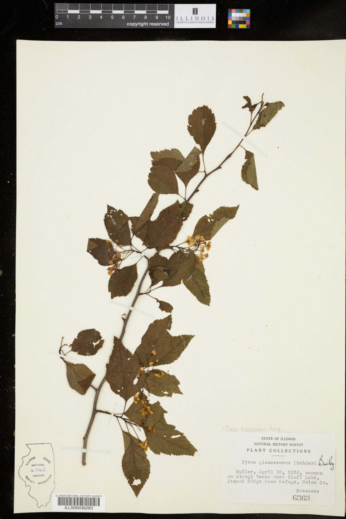 Malus coronaria image