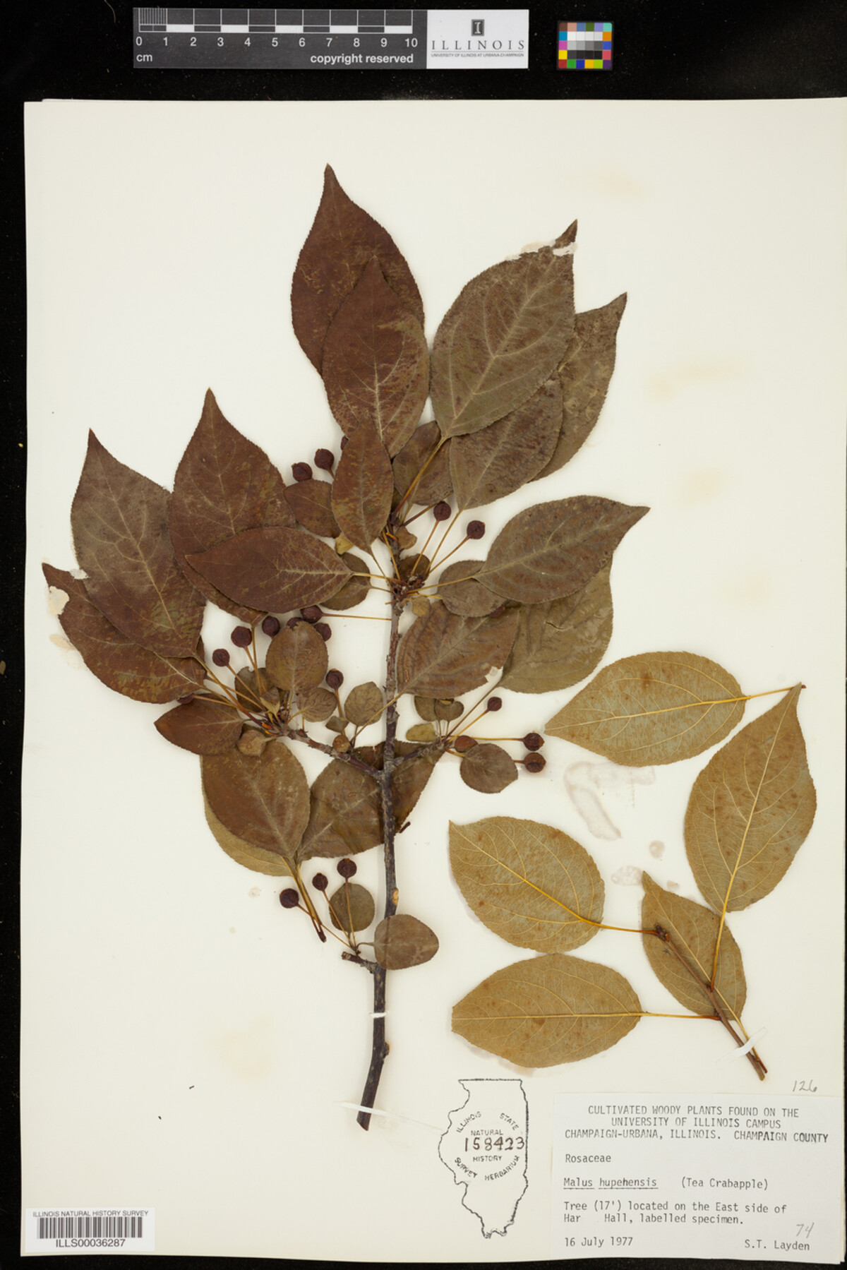 Malus hupehensis image