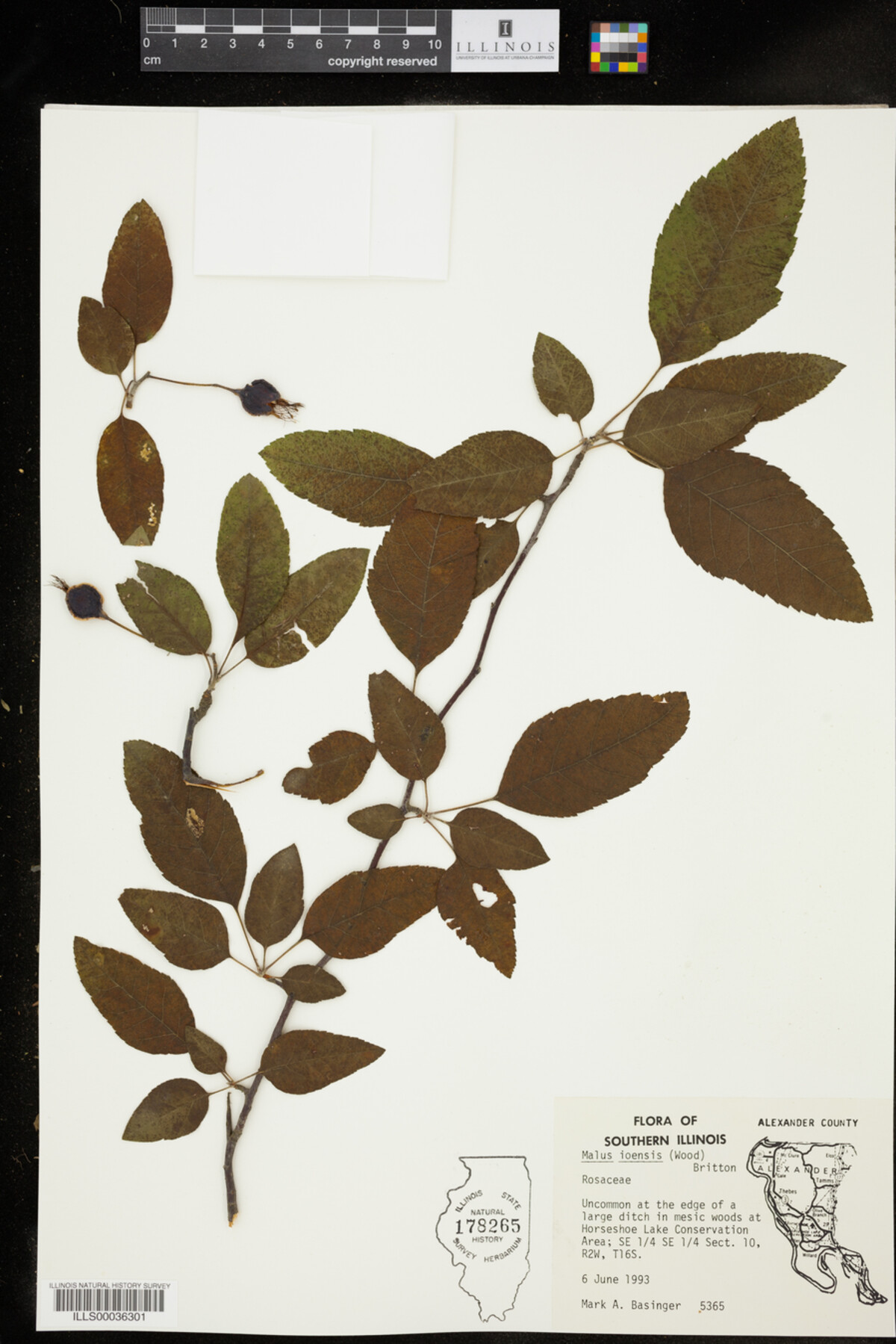 Malus ioensis image