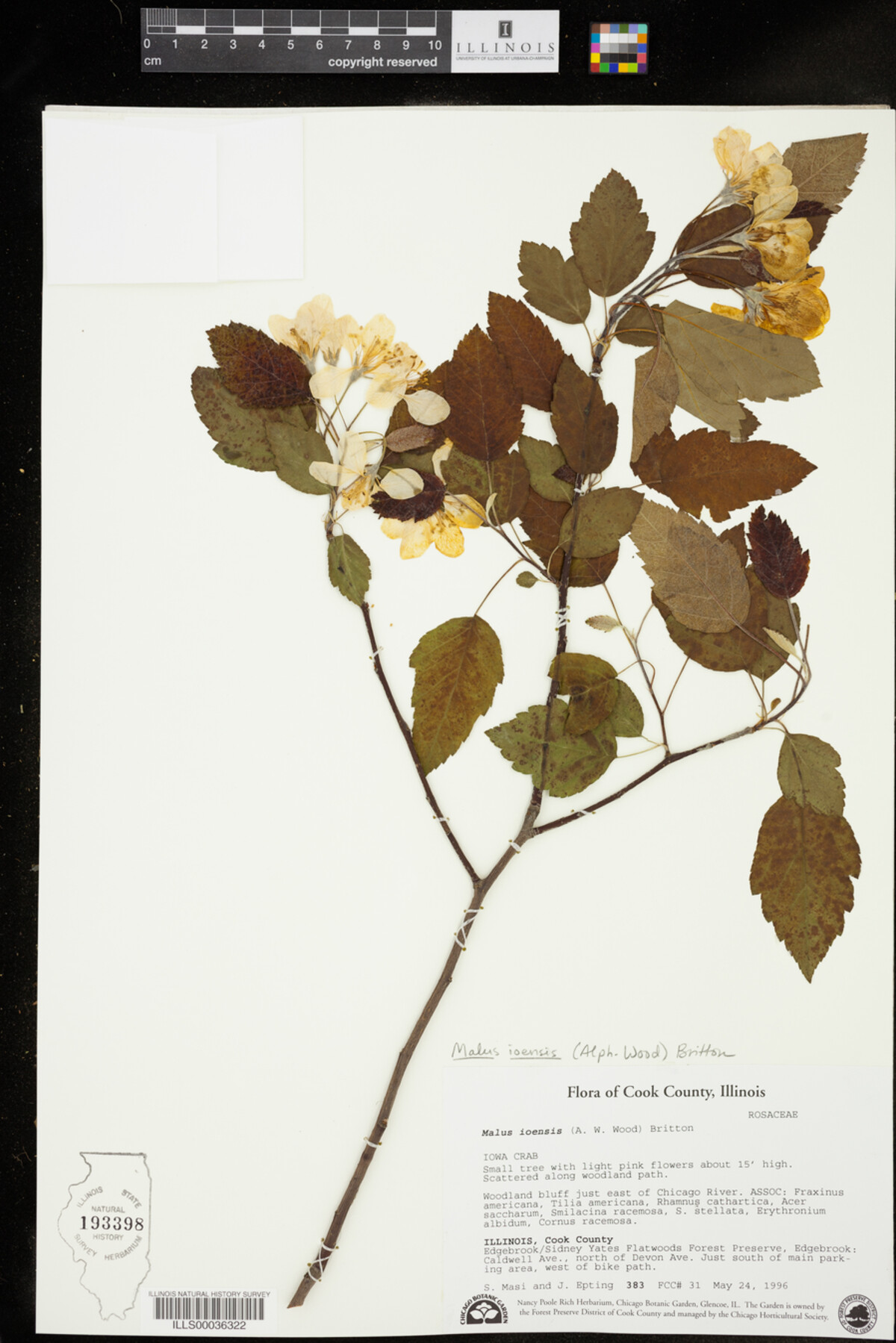 Malus ioensis image