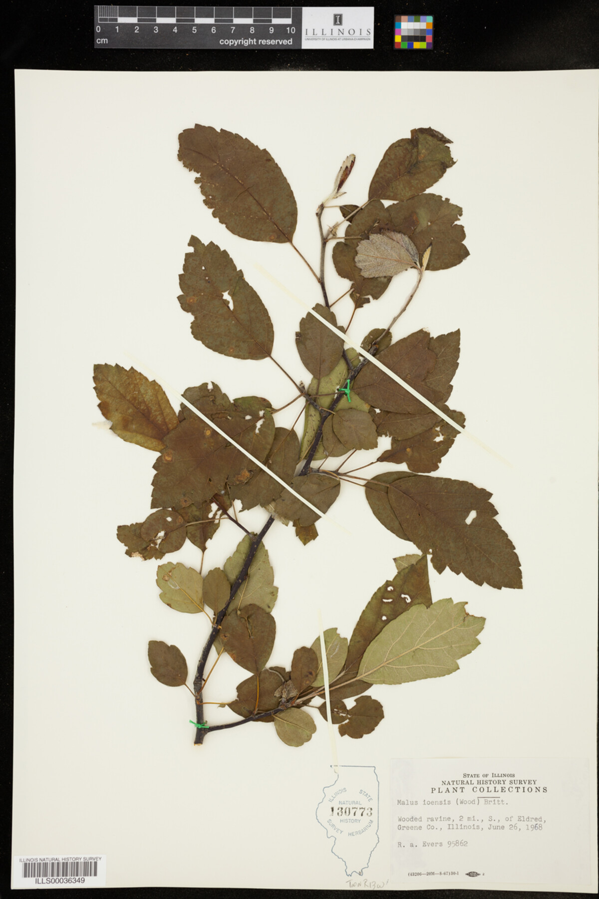 Malus image