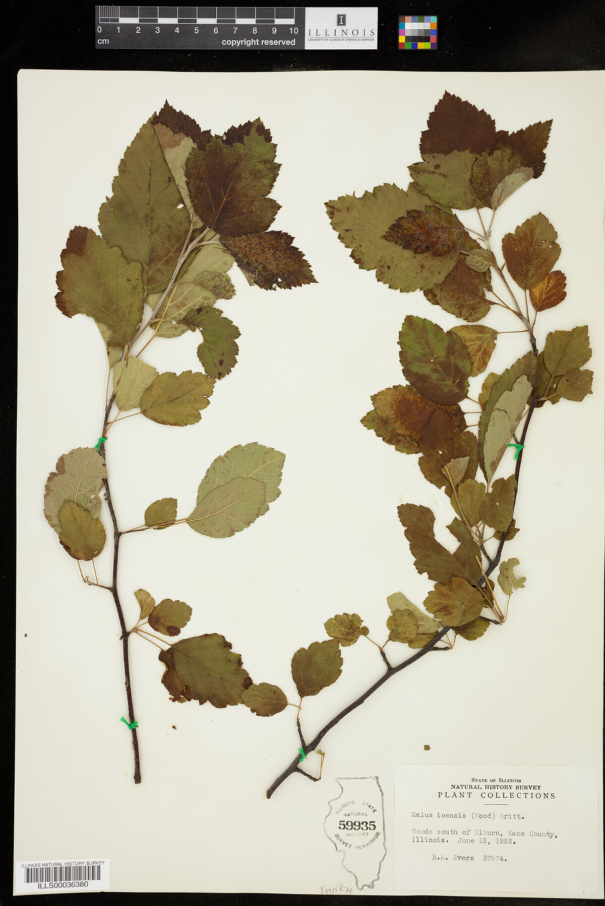 Malus ioensis image