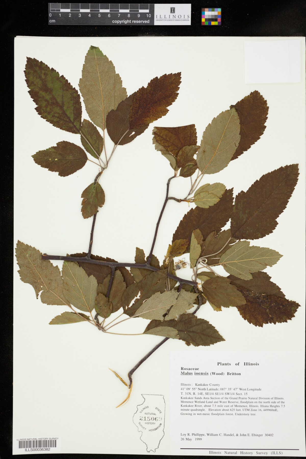 Malus ioensis image