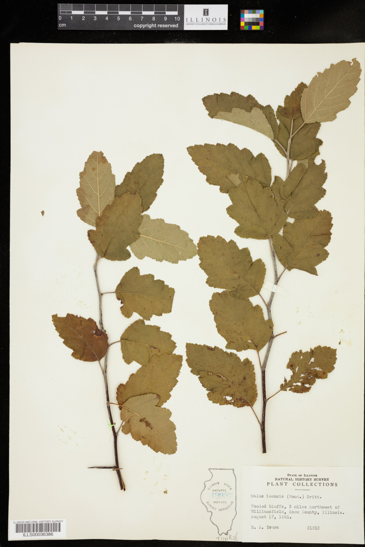 Malus ioensis image