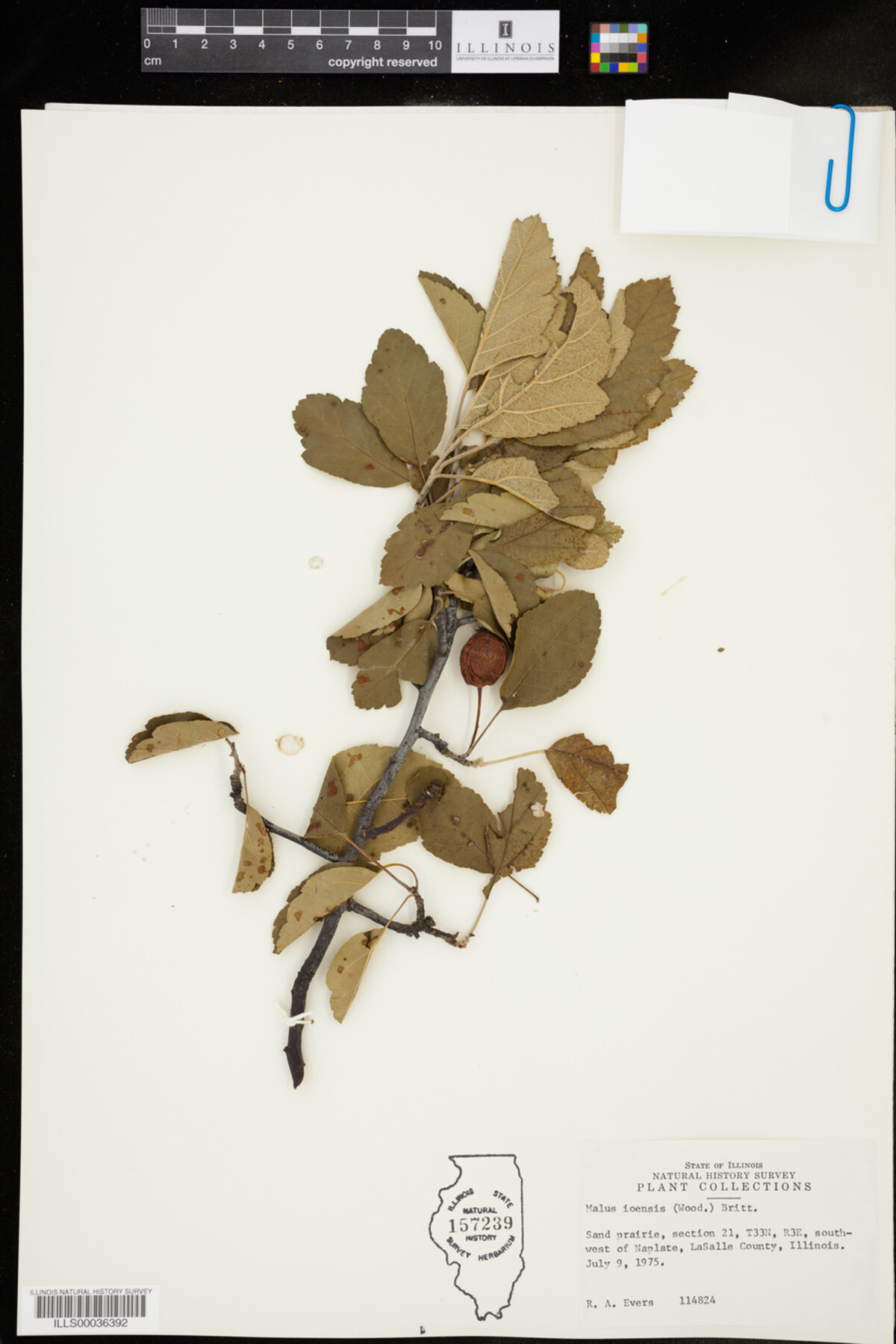 Malus image