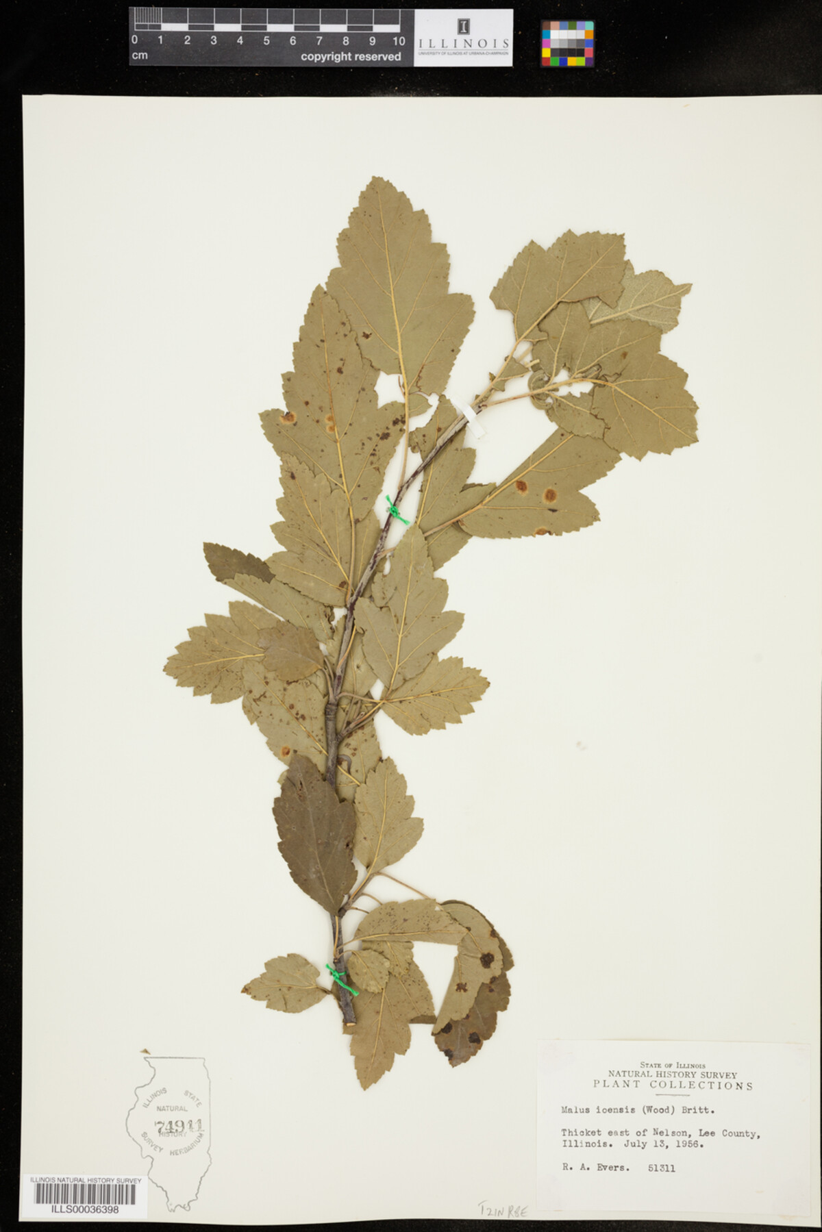 Malus ioensis image